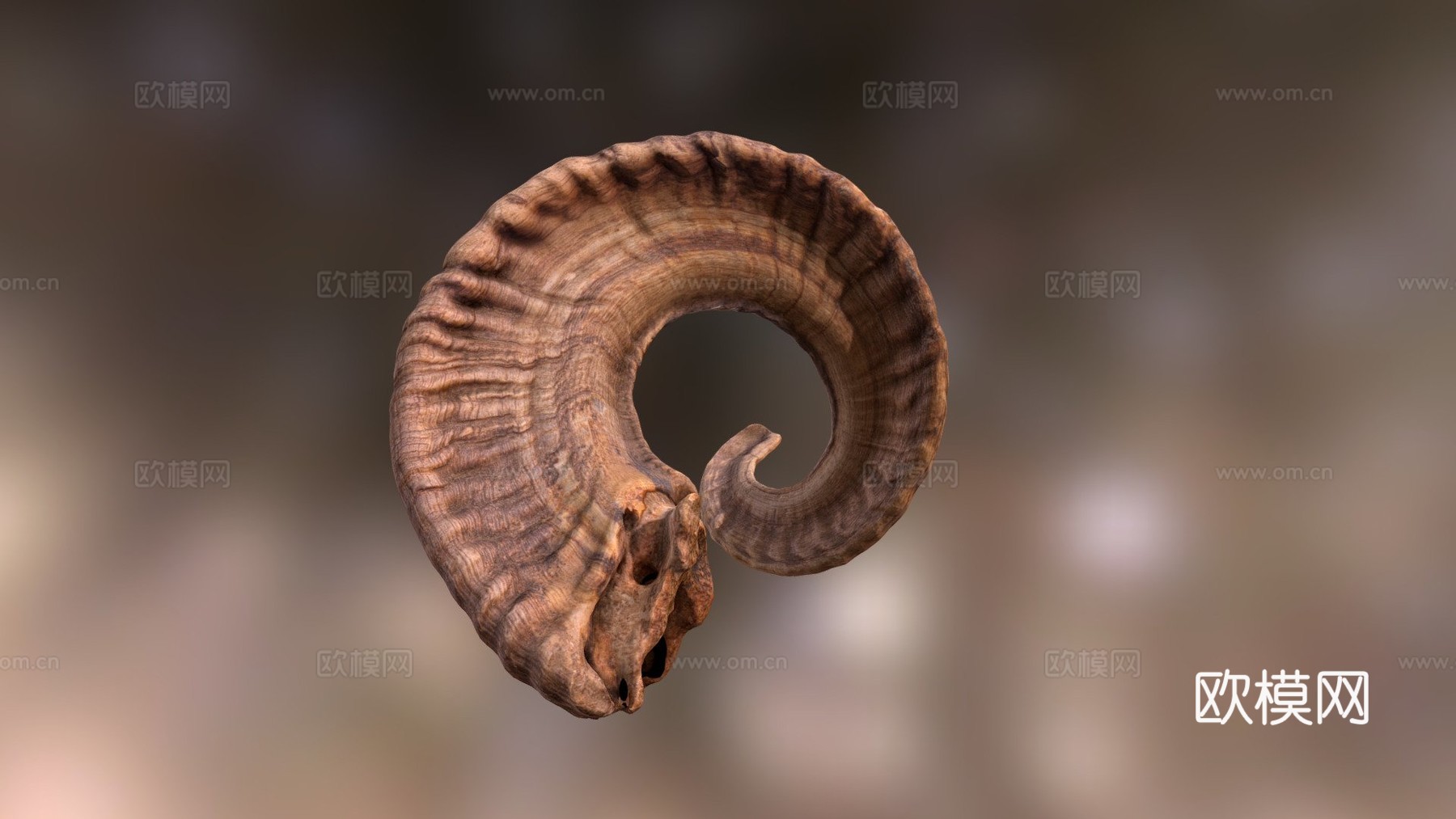 公羊角3d模型