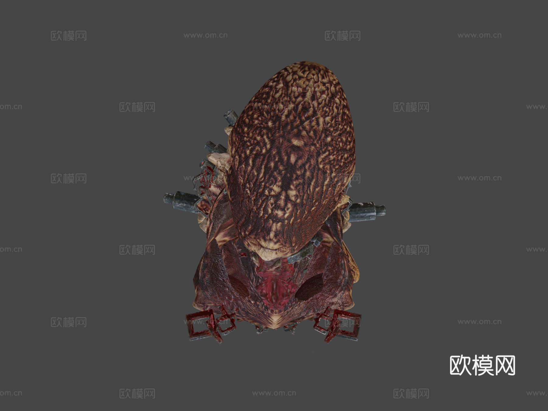 免费生物角色3d模型