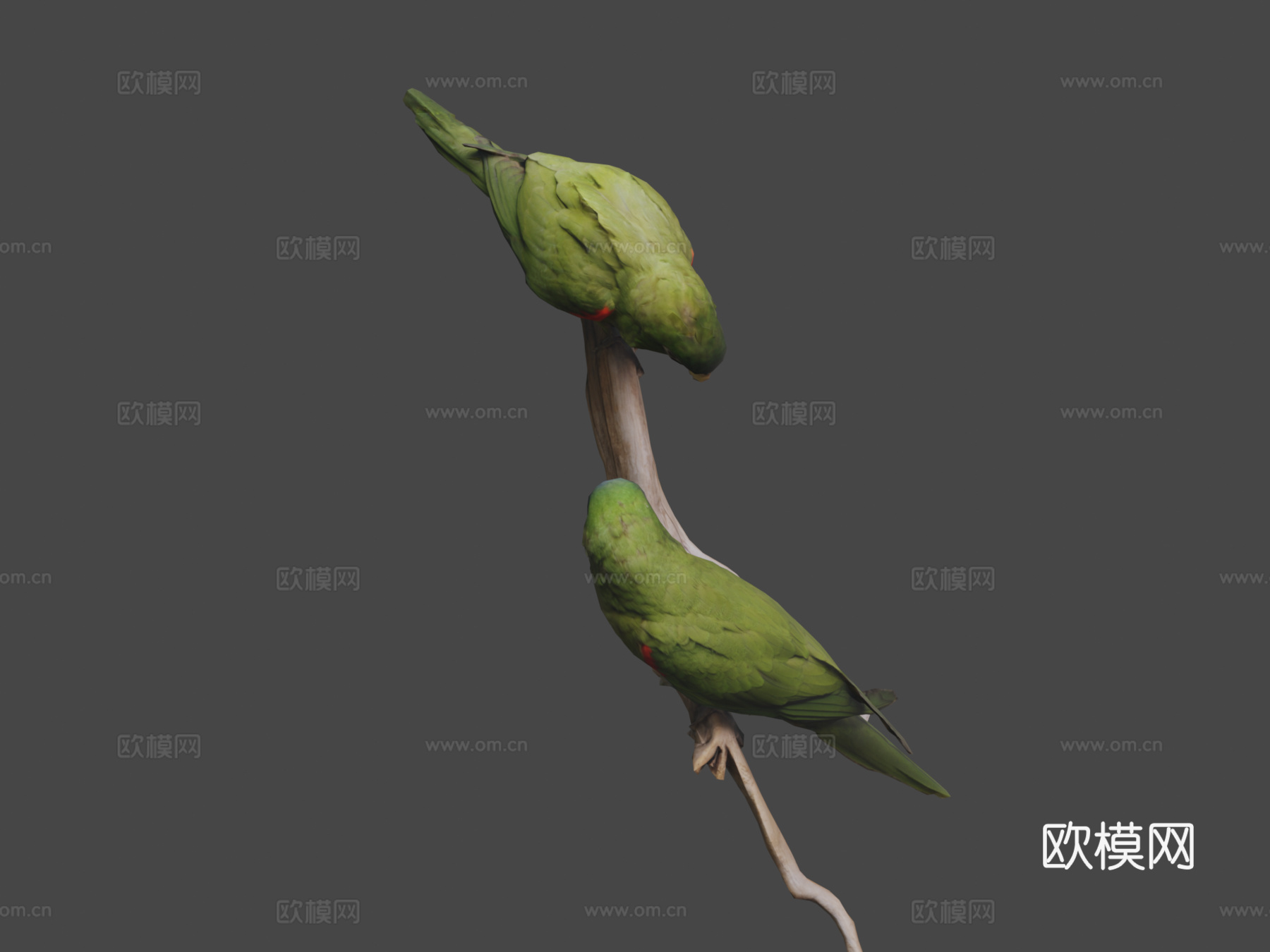 加勒比鹦鹉3d模型