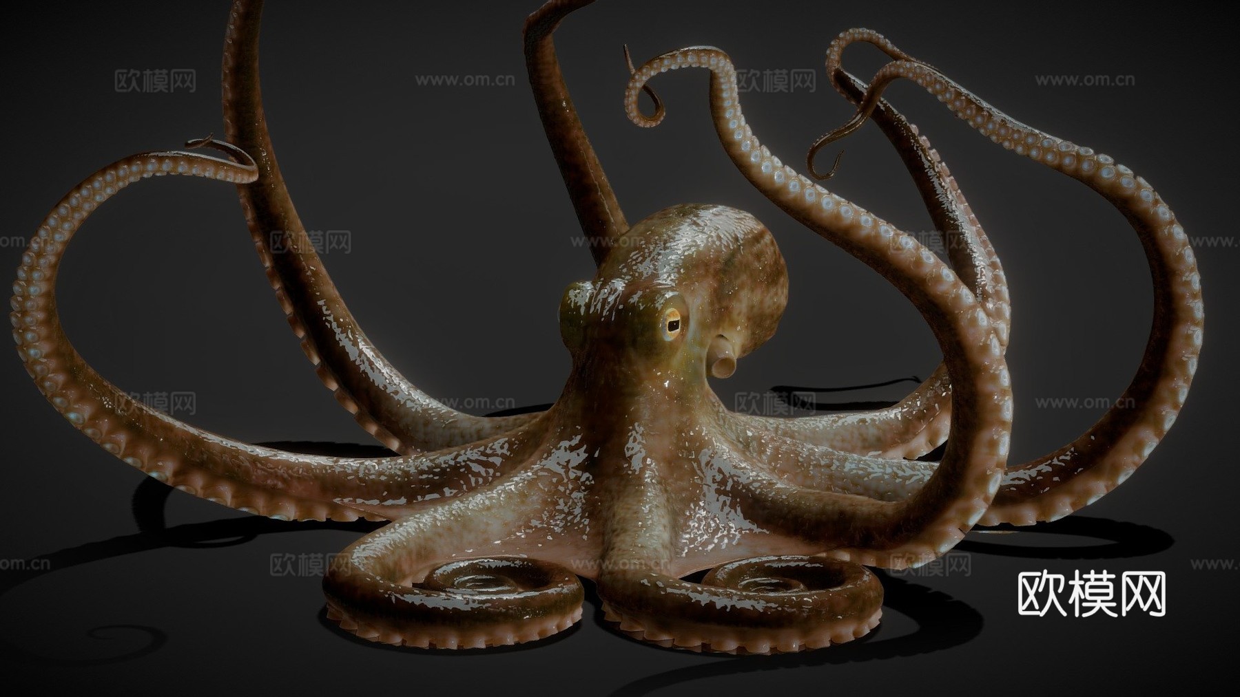 章鱼3d模型