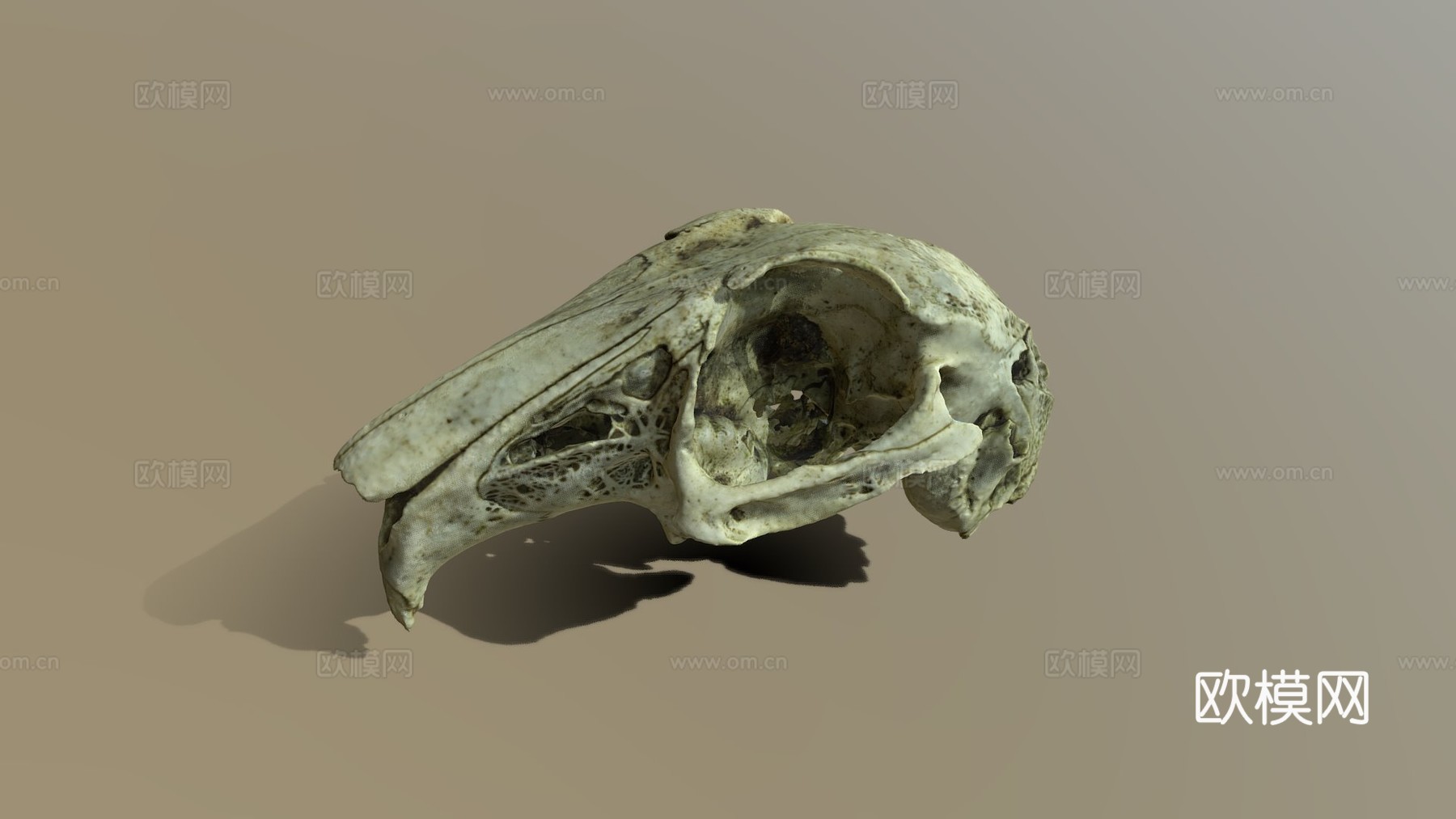 兔头骨摄影测量法3d模型