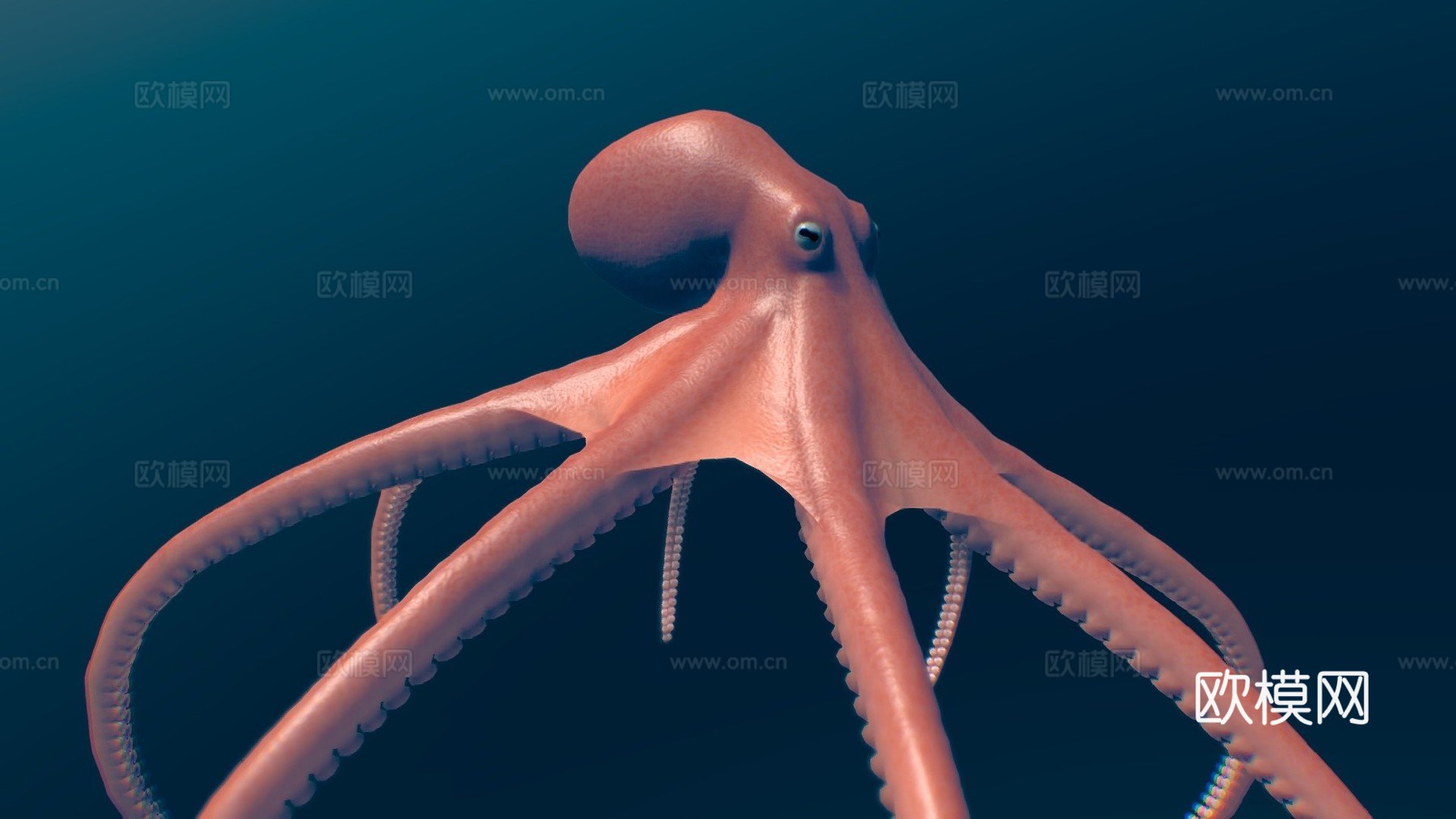 动画章鱼3d模型