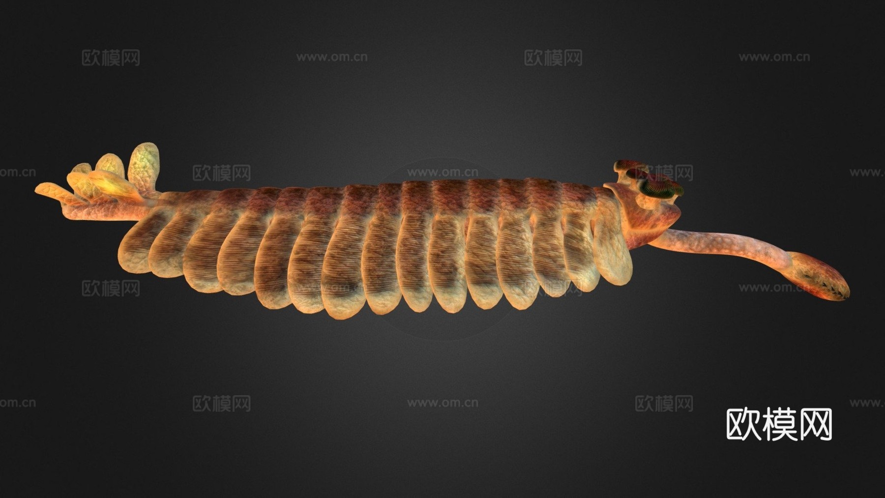 皇家欧巴宾海蝎(沃尔科特1912年命名)3d模型