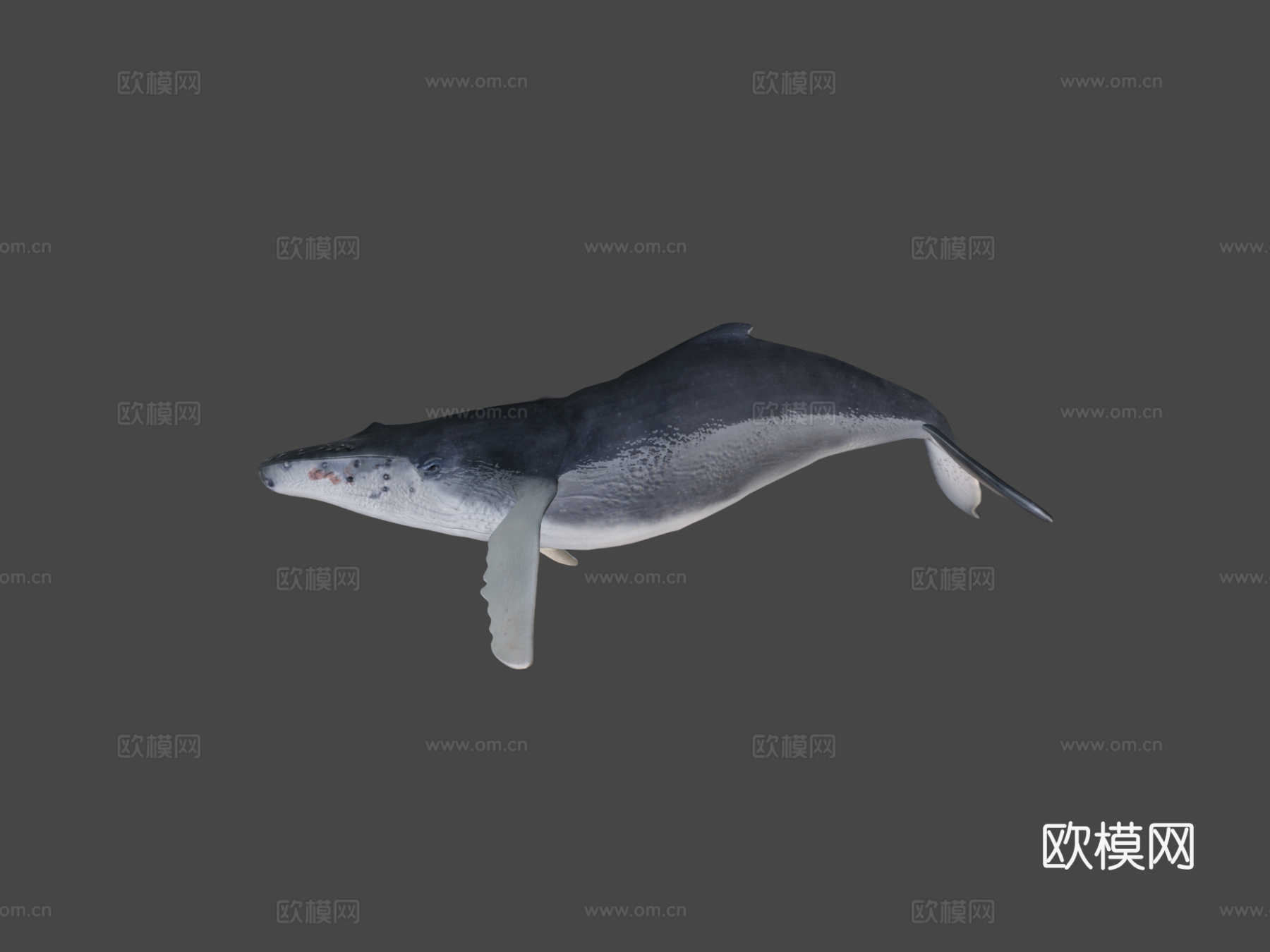 鲸鱼3d模型