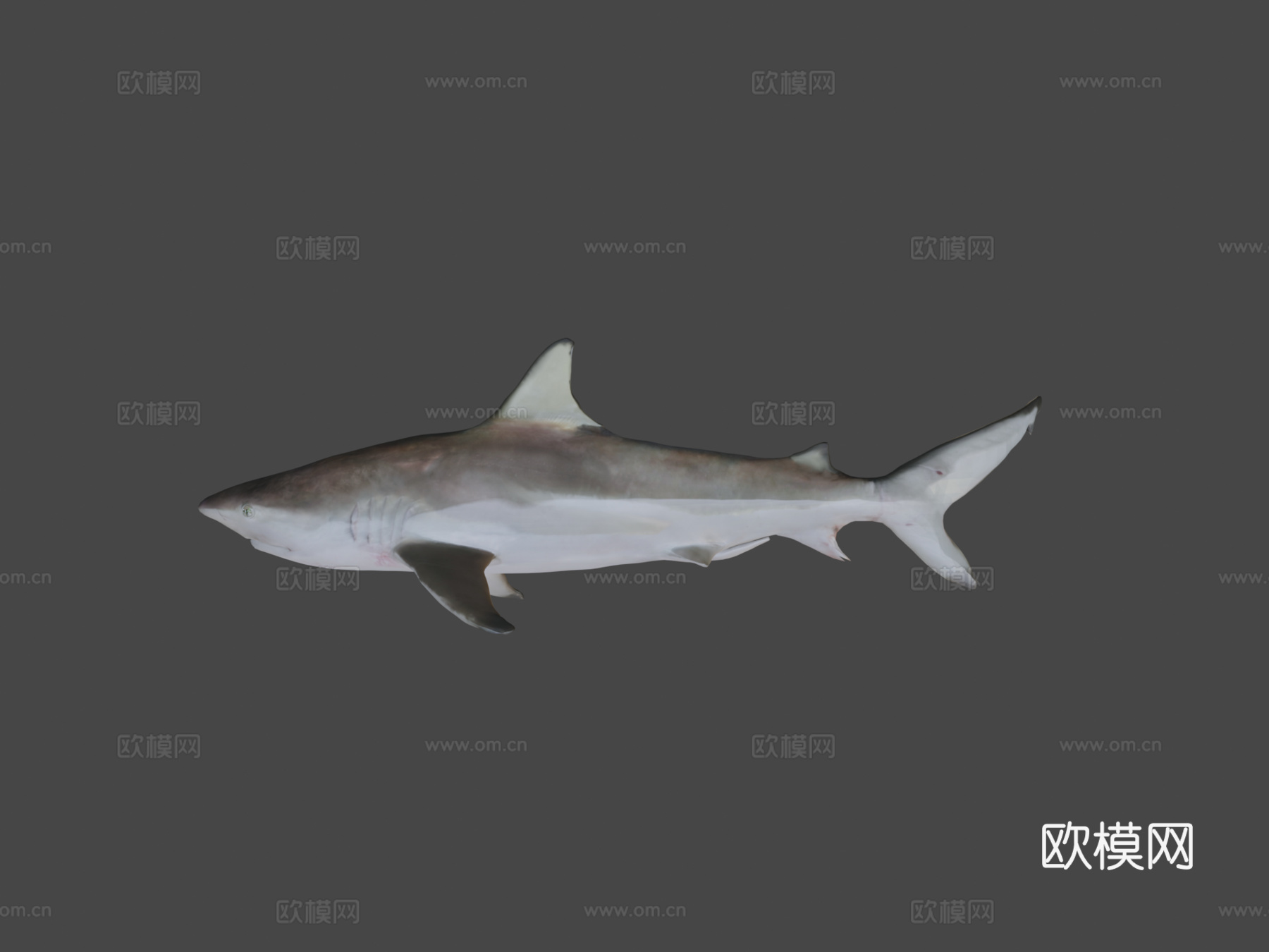 鲨鱼3d模型
