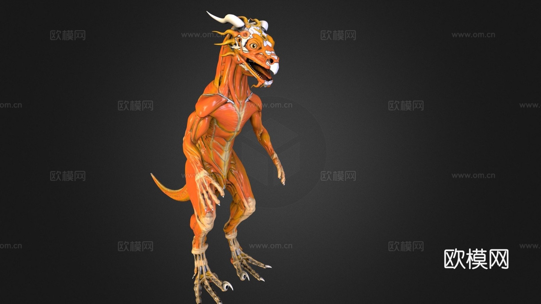 希萨里肌肉解剖参考3d模型