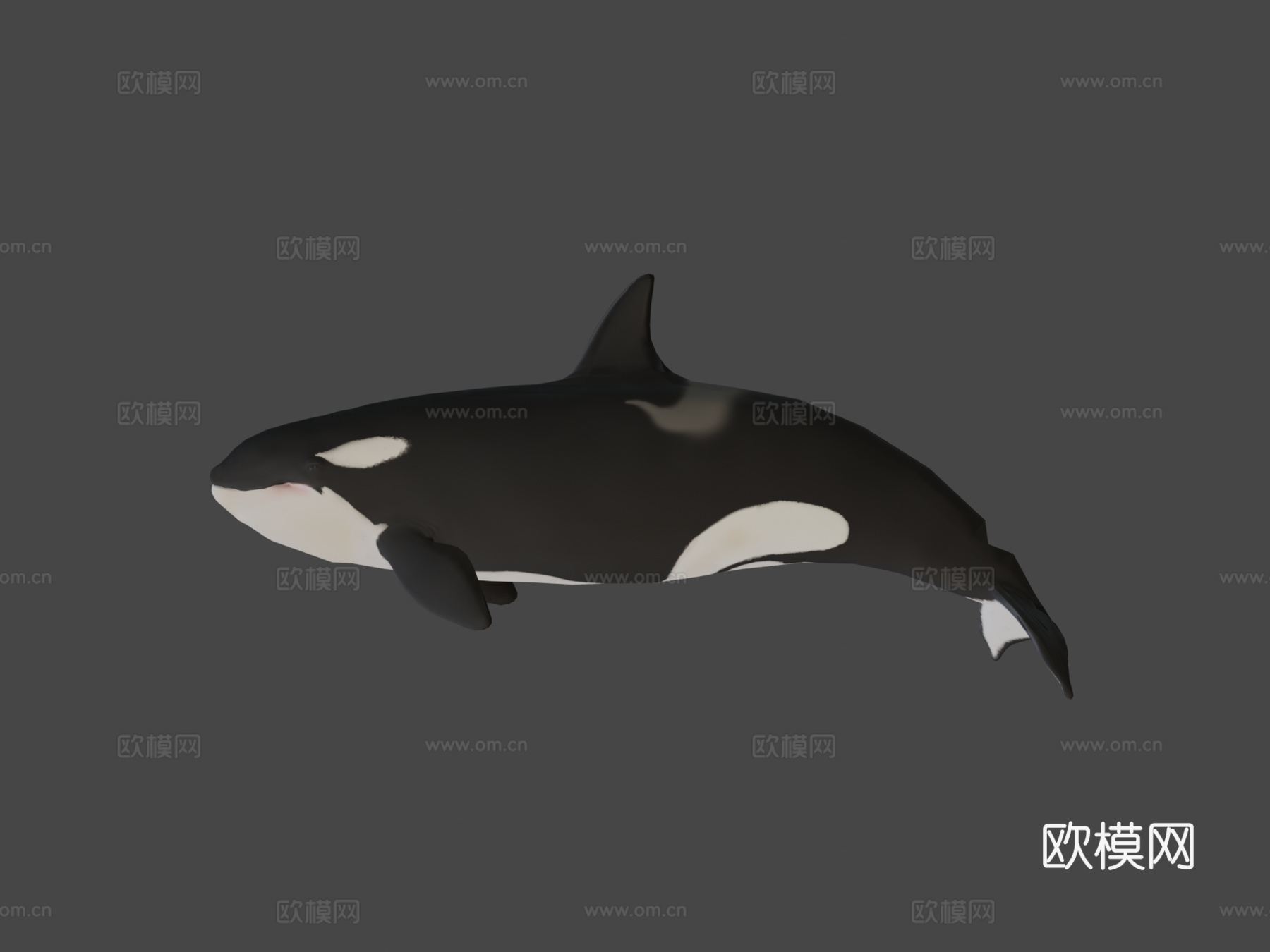 雌性虎鲸3d模型