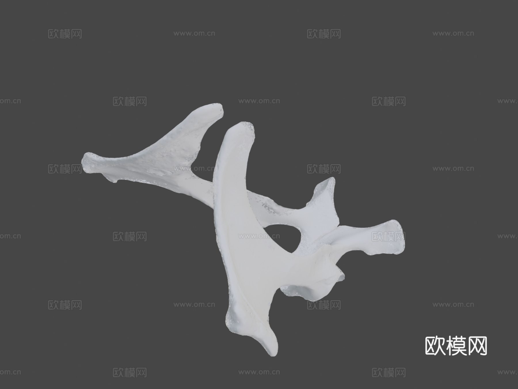 骨盆(髋骨)驴子3d模型
