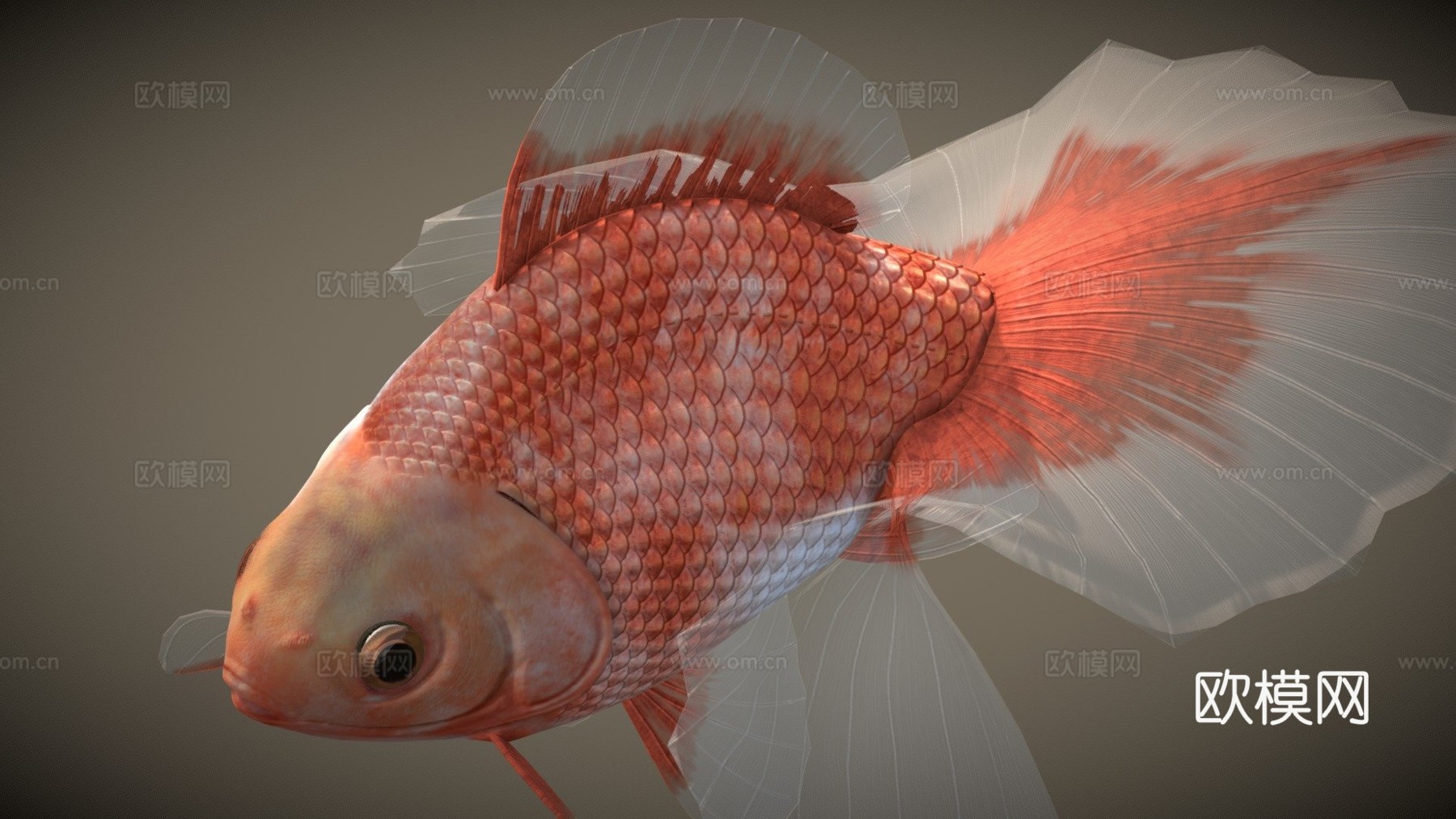 土佐金鱼3d模型