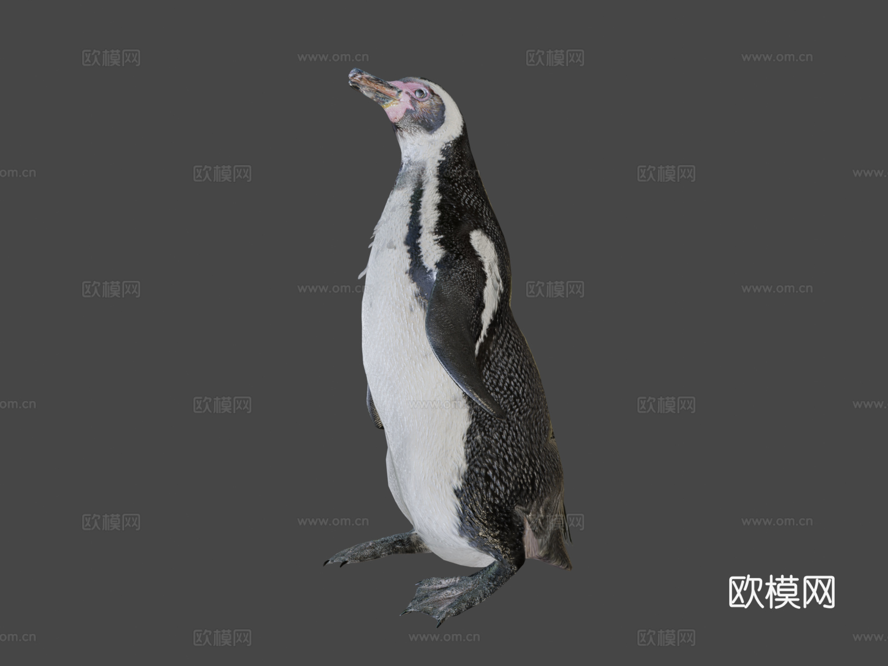企鹅3d模型