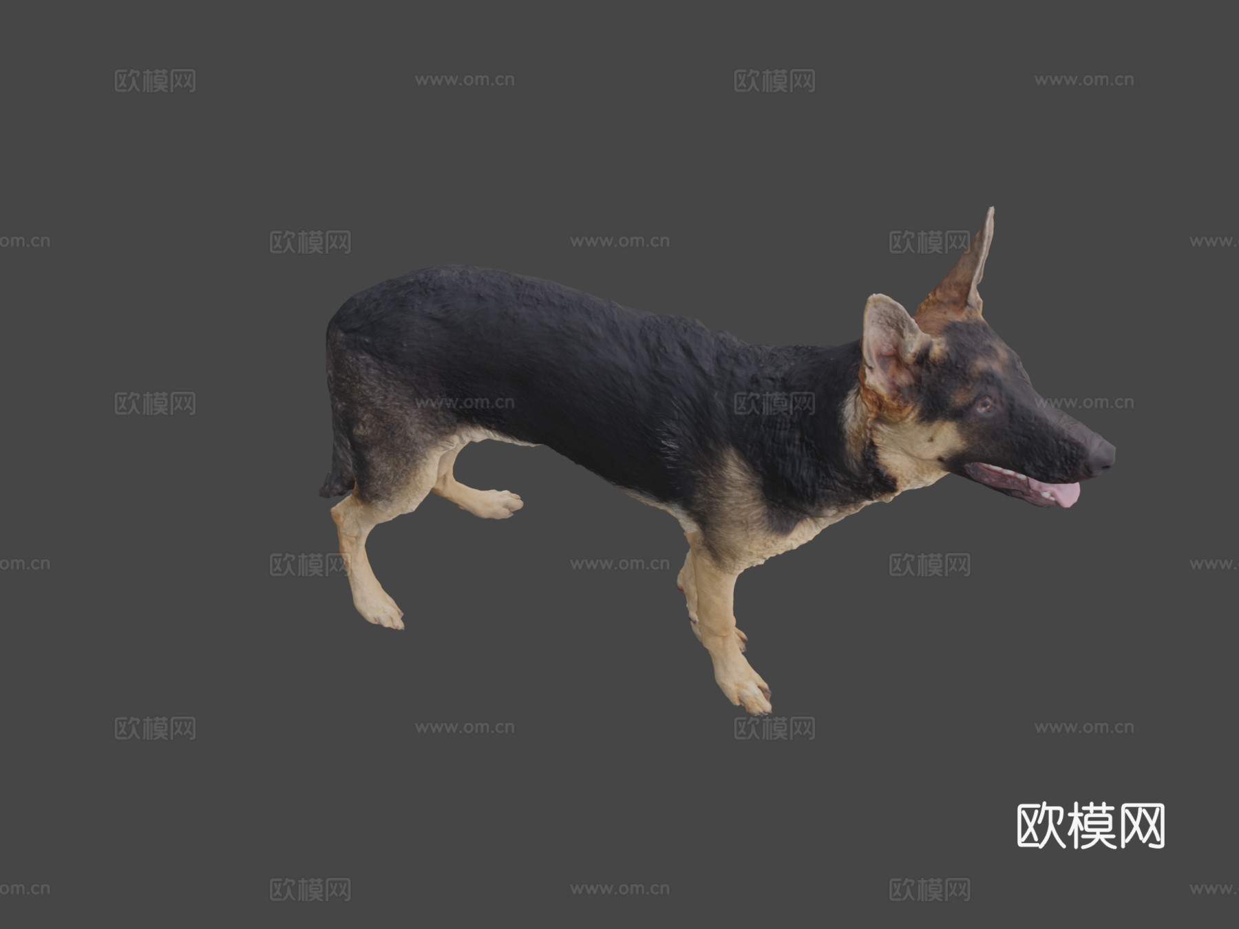 CD_德国牧羊犬幼犬扫描3d模型