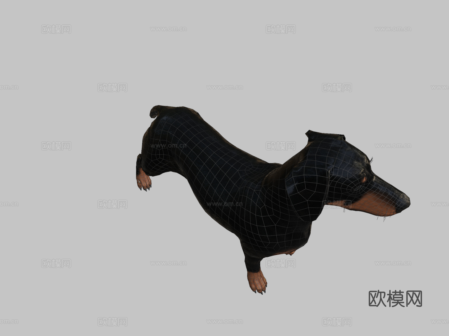 腊肠犬3d模型