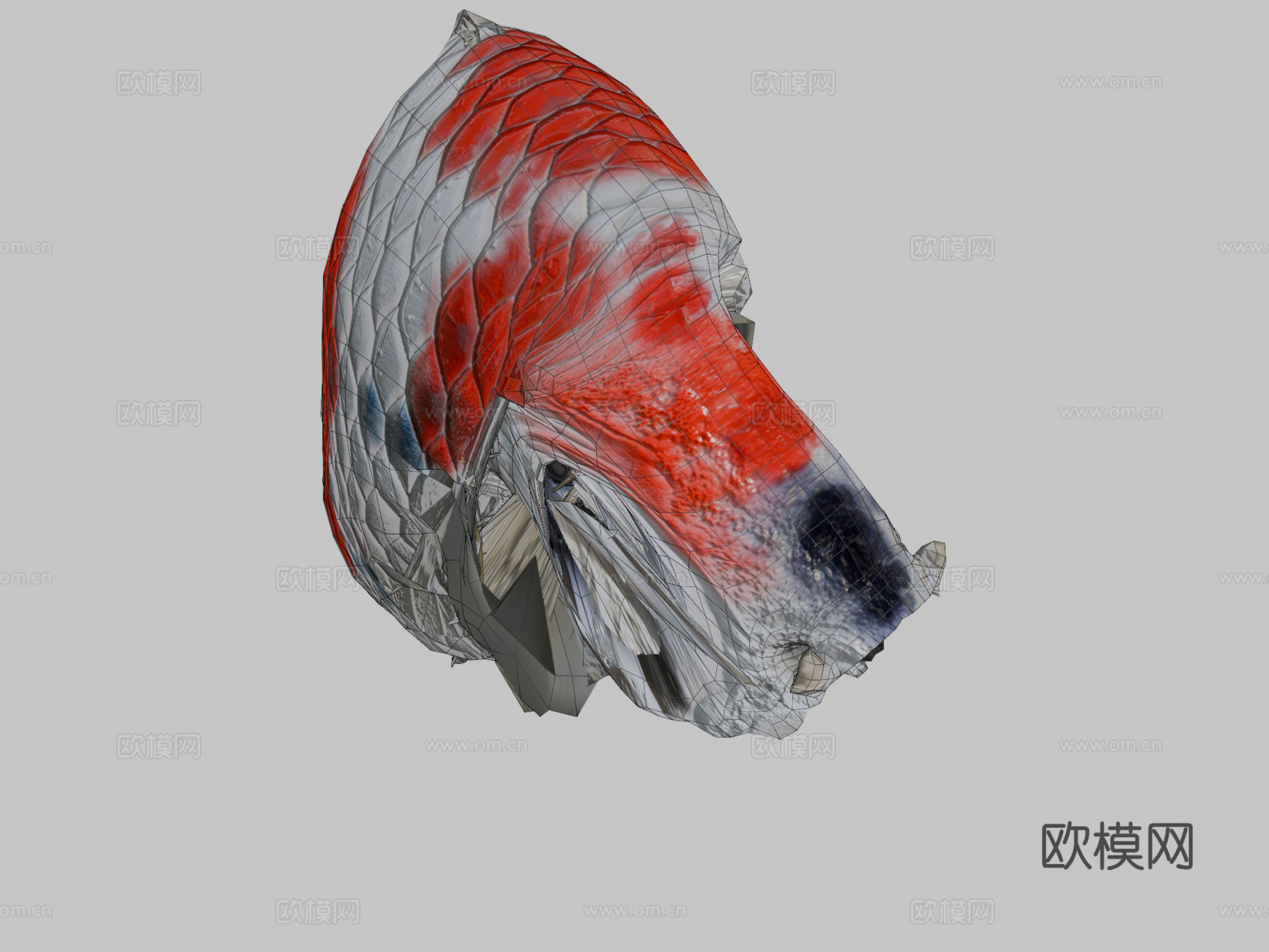 锦鲤-红白3d模型
