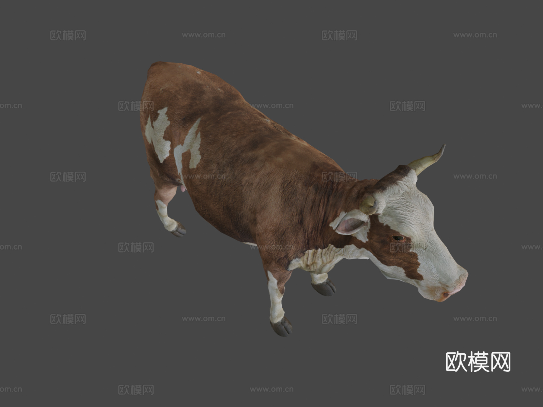 牛-公牛3d模型