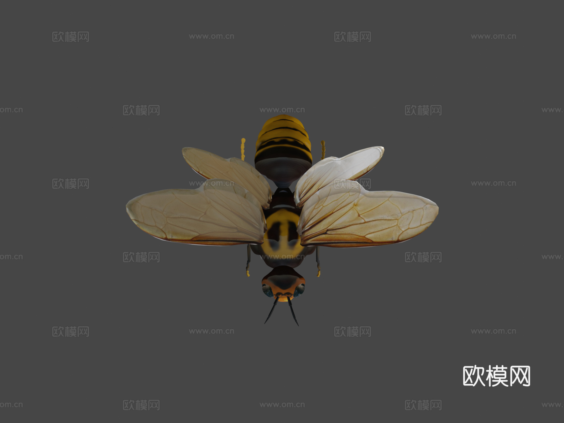 飞黄蜂3d模型
