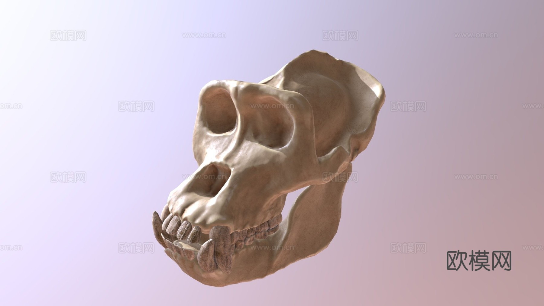 大猩猩头骨3d模型