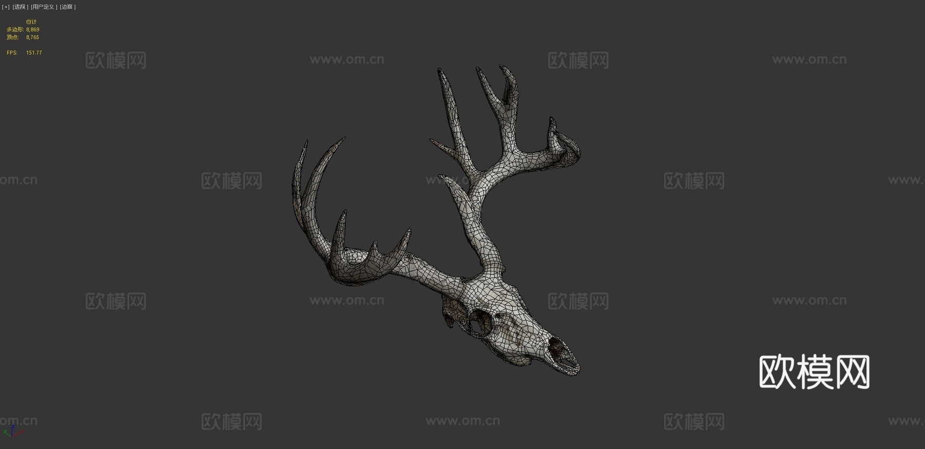 白尾鹿头骨3d模型