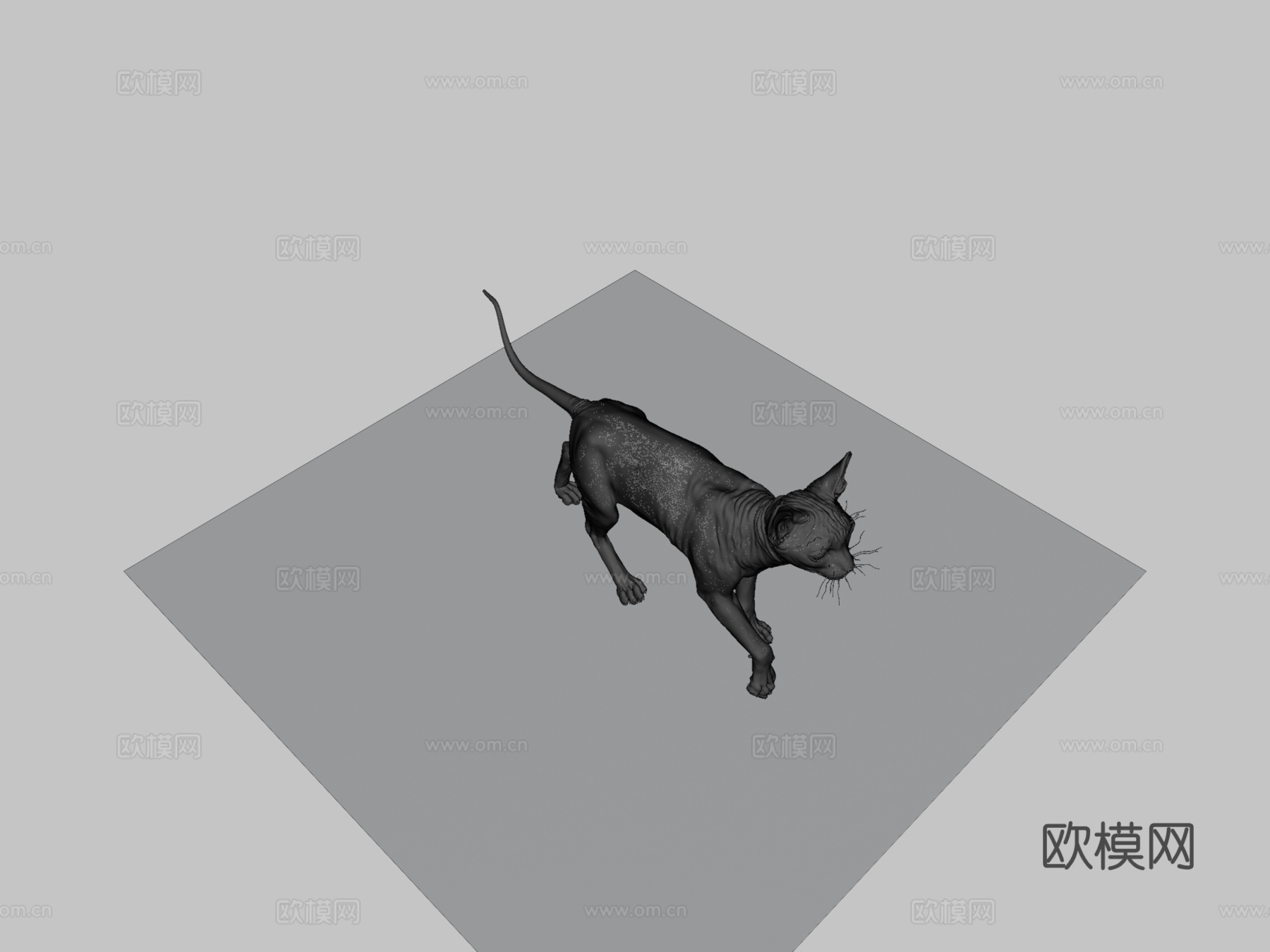 斯芬克斯无毛猫3d模型