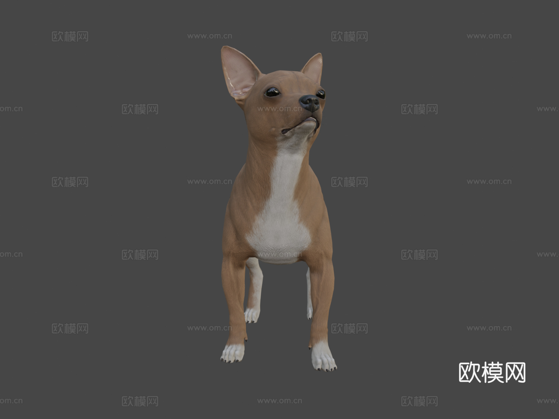 吉娃娃3d模型