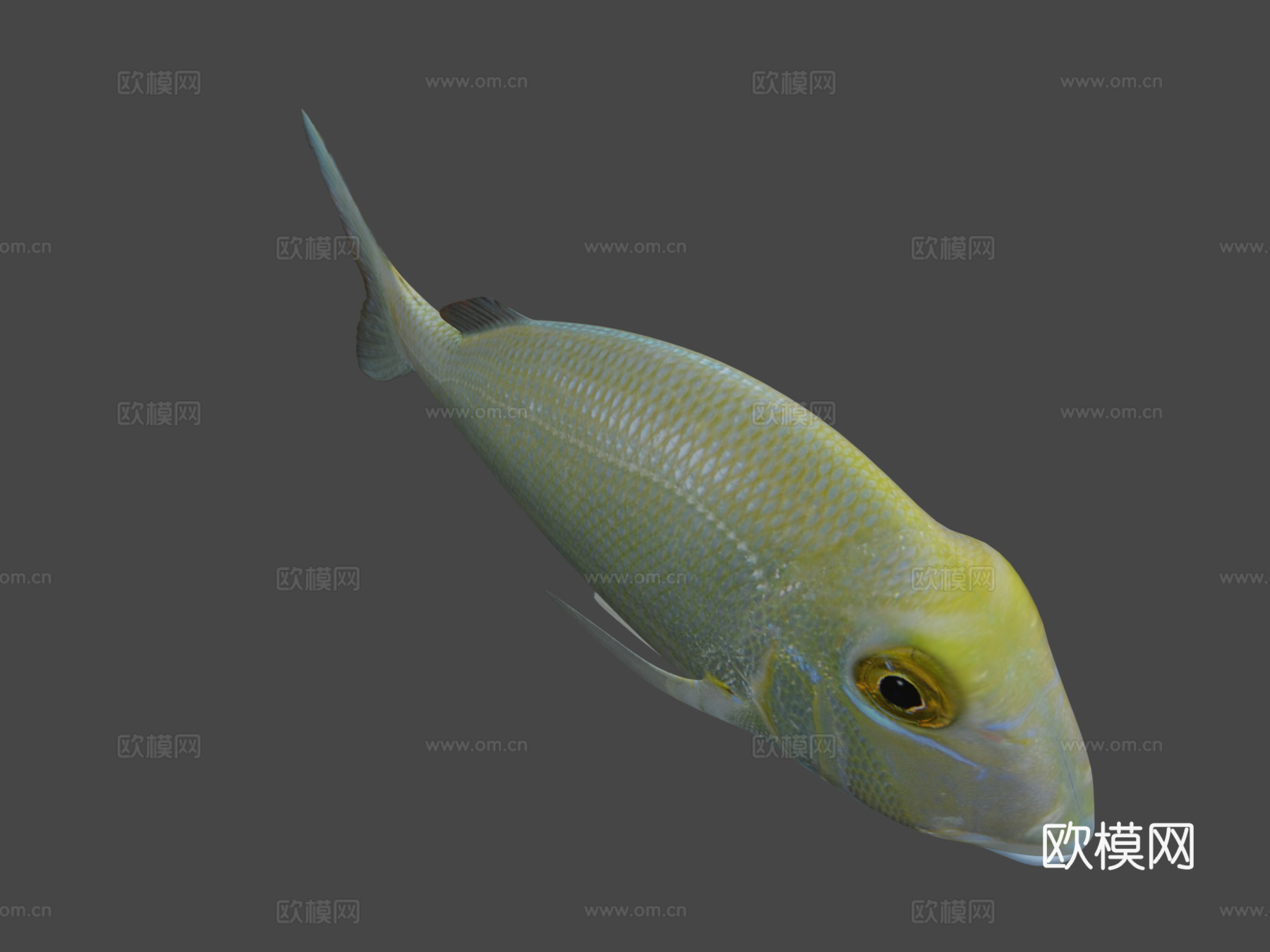 菖蒲菖蒲3d模型