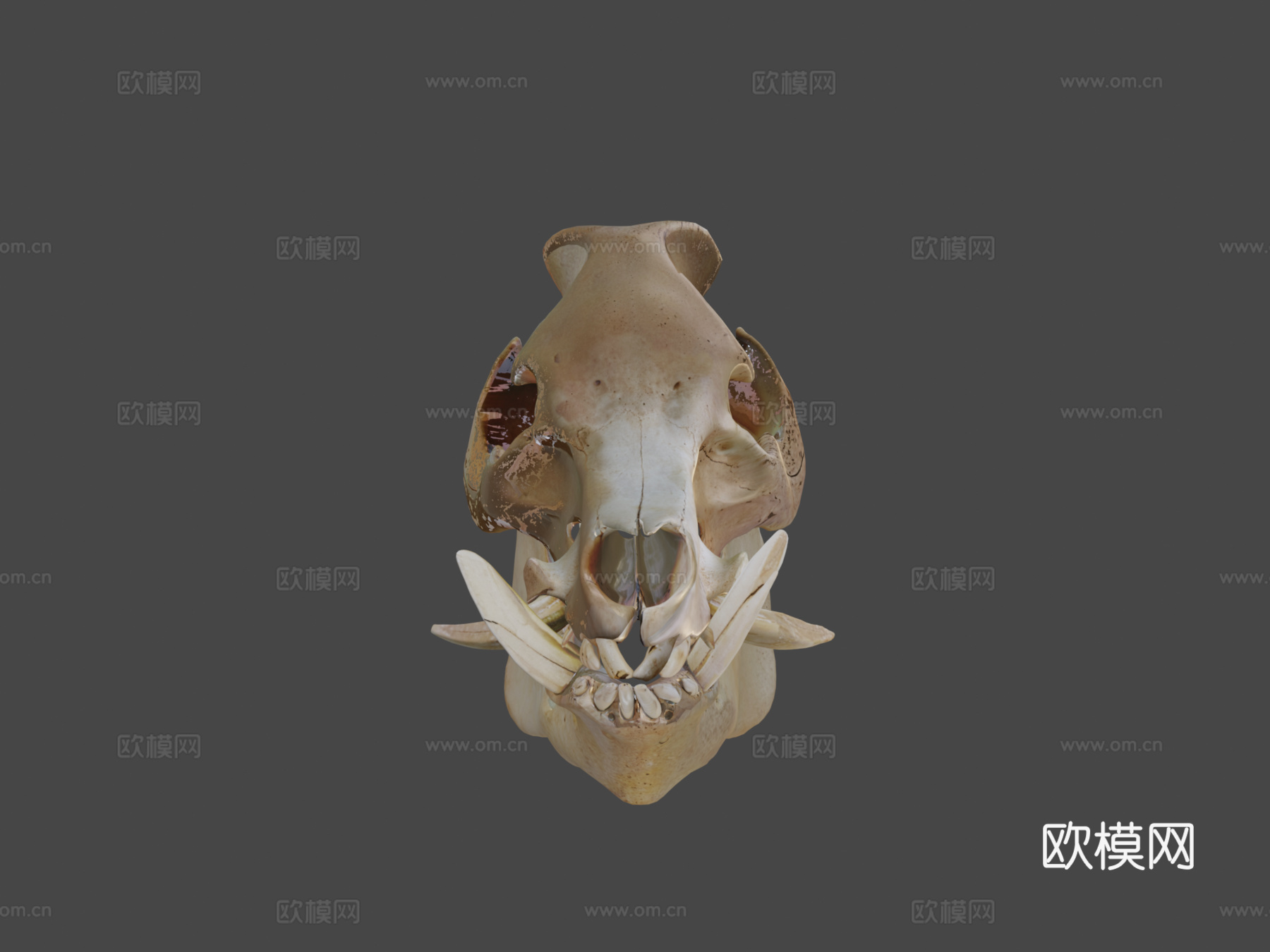 野猪头骨3d模型
