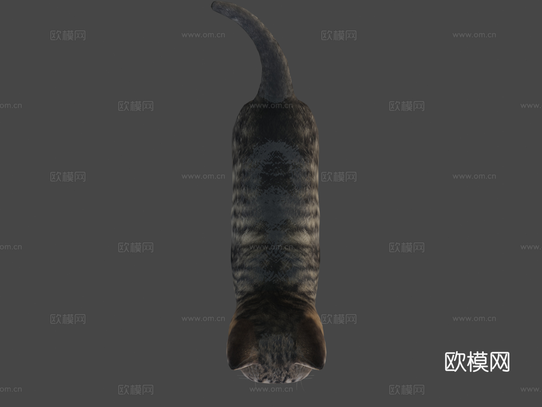 小虎猫3d模型