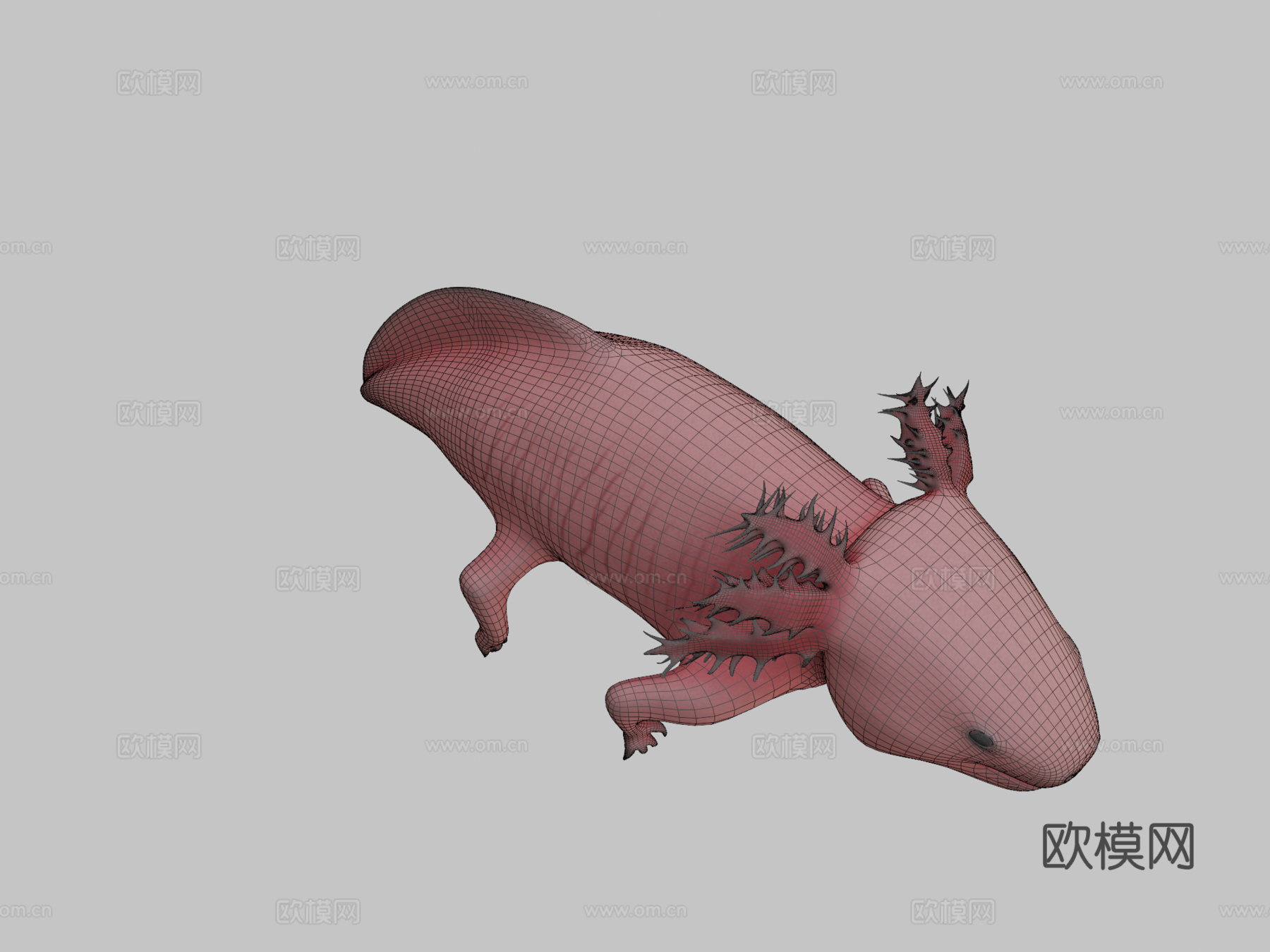 美西螈3d模型