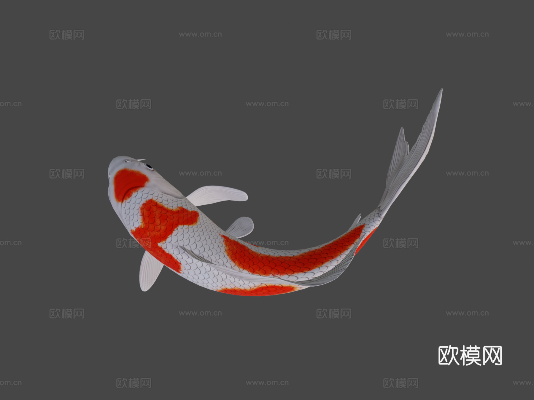 锦鲤3d模型
