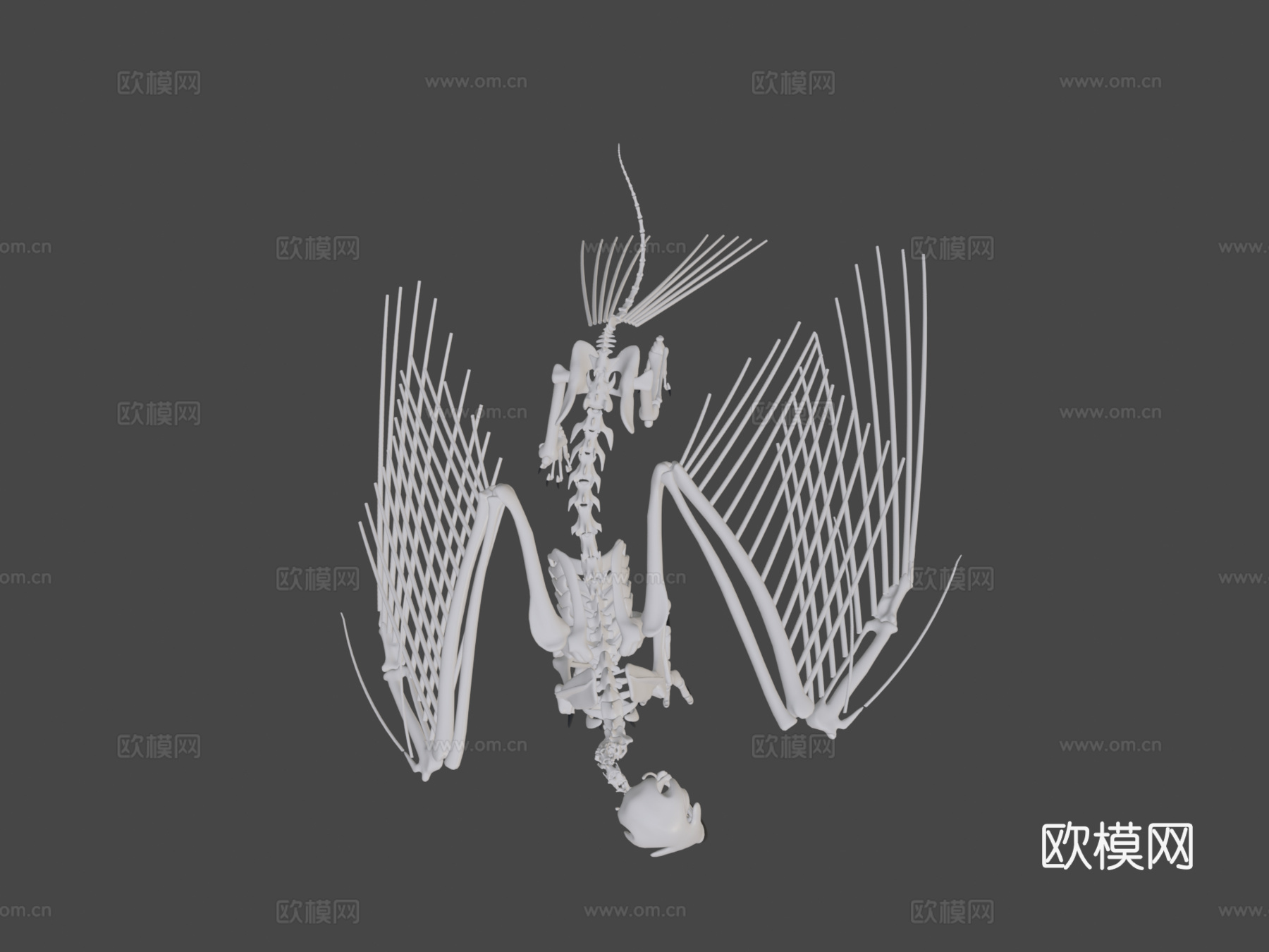 狮鹫骨架3d模型