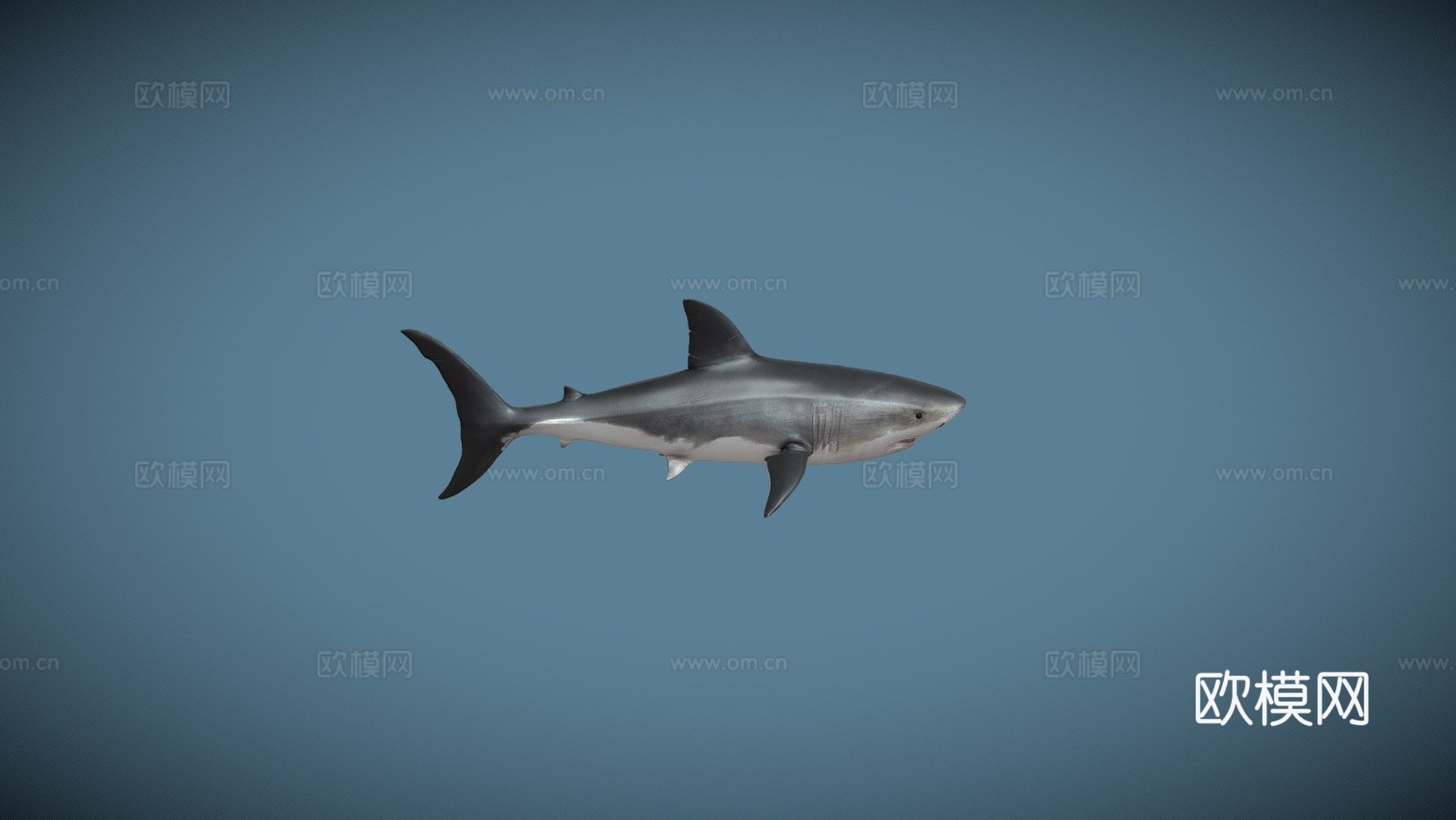 动画游泳大白鲨循环3d模型