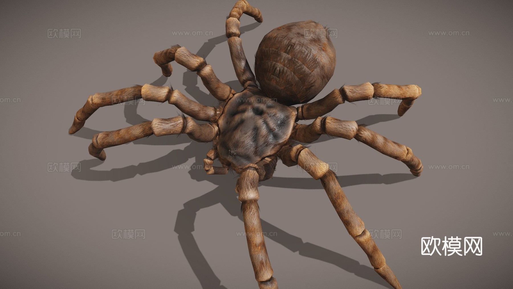 毛茸茸蜘蛛3d模型