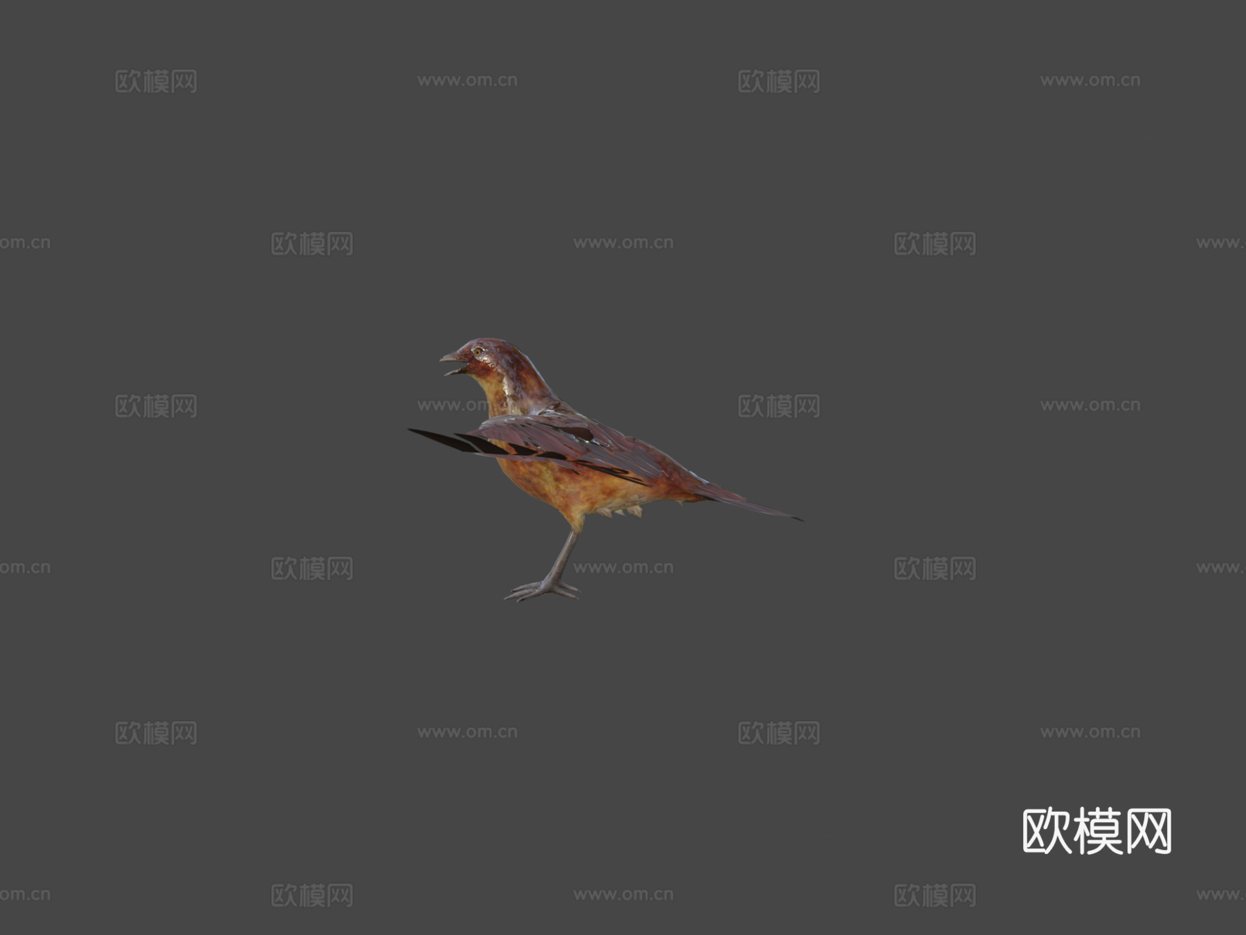 逼真鸟3d模型
