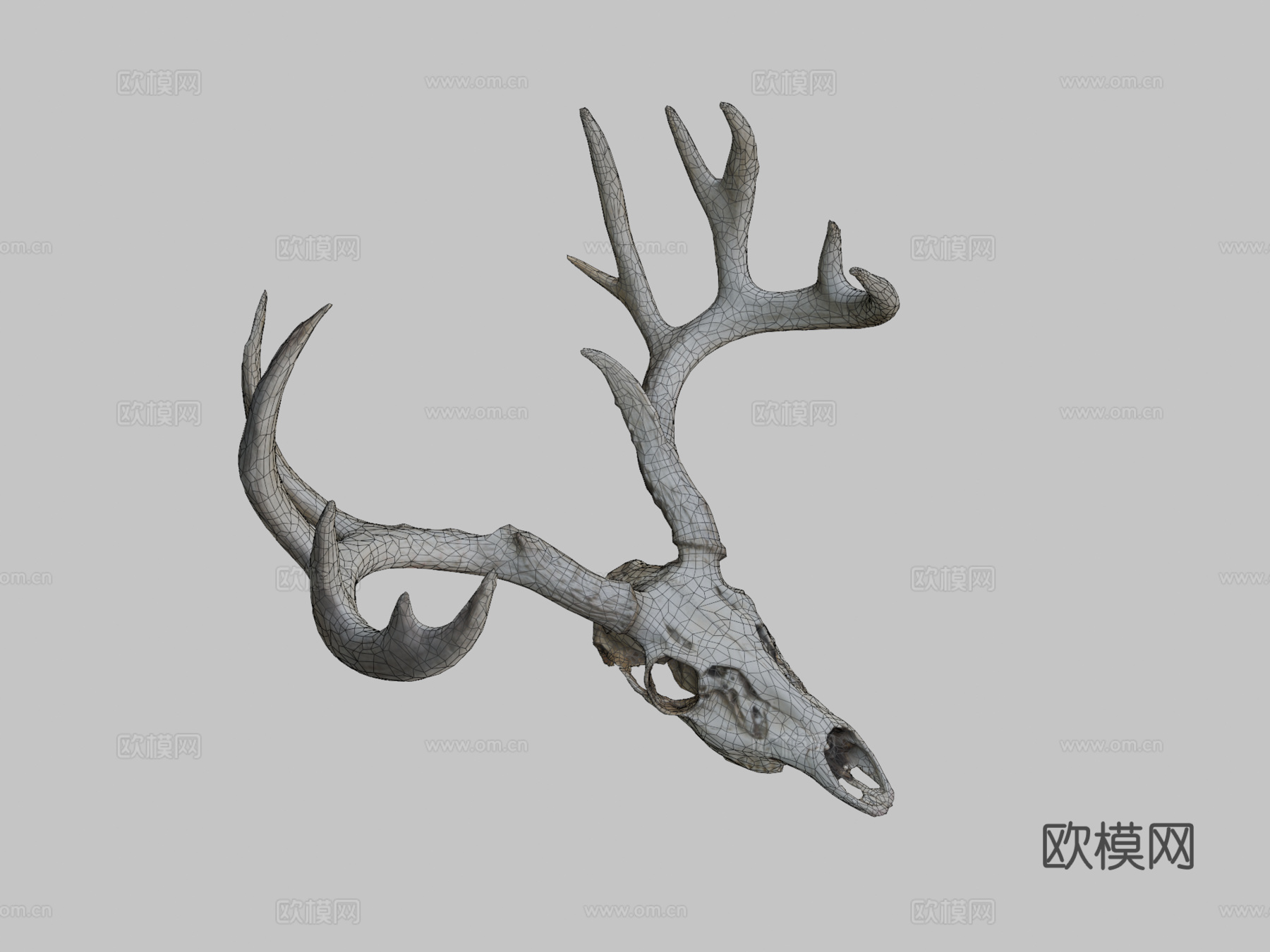白尾鹿头骨3d模型