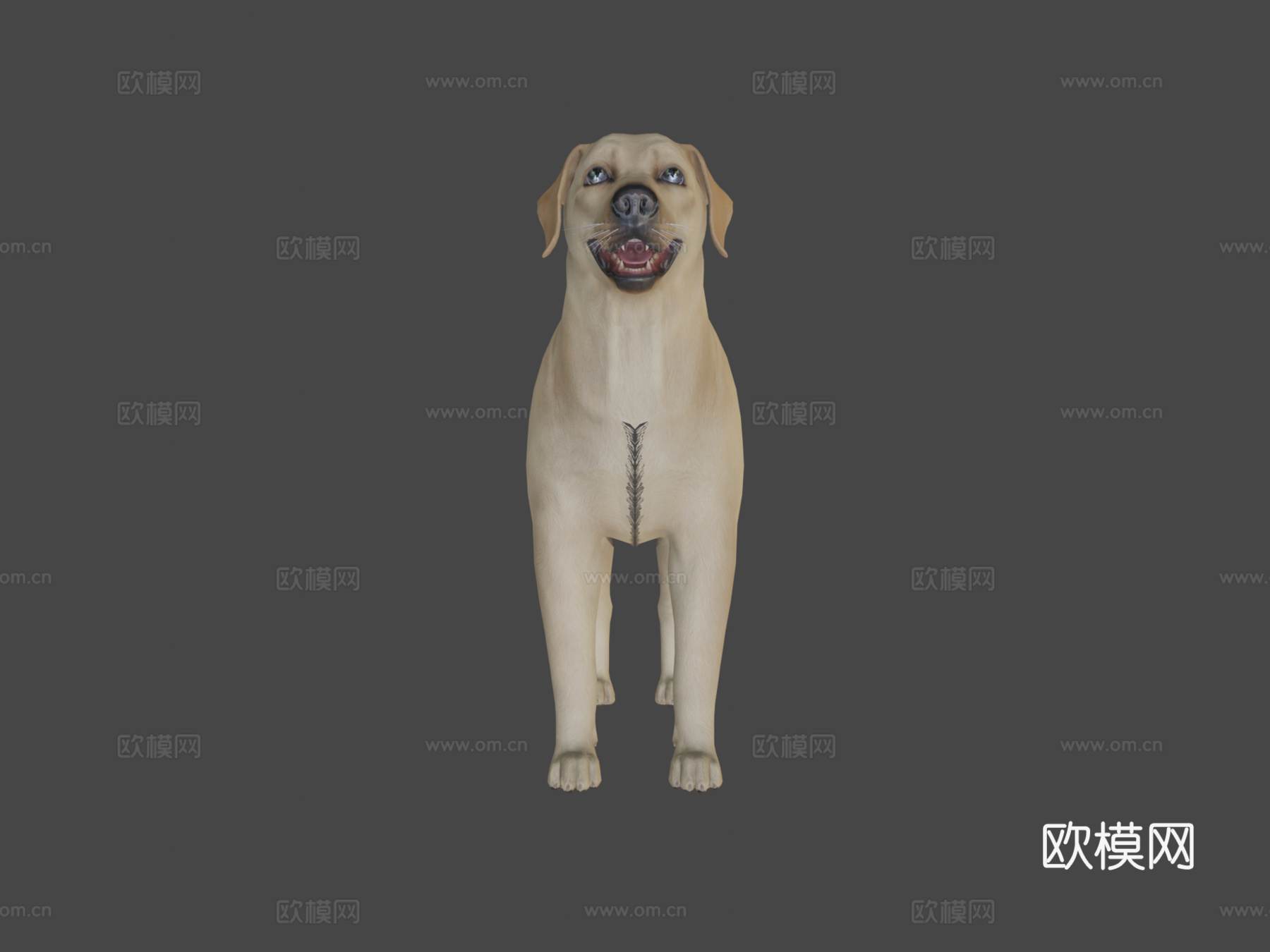 狗狗-拉布拉多v02版3d模型