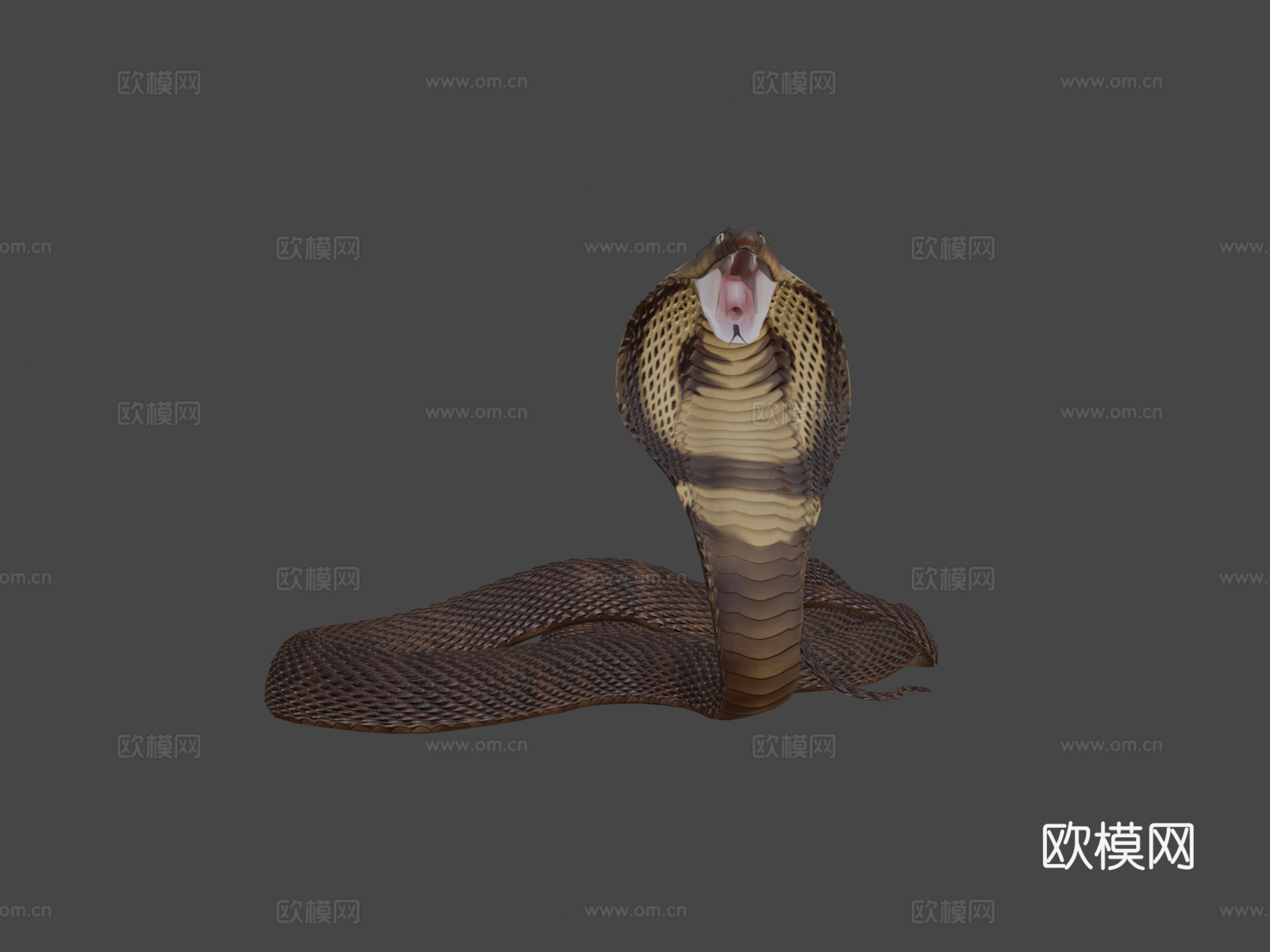 攻击眼镜蛇3d模型