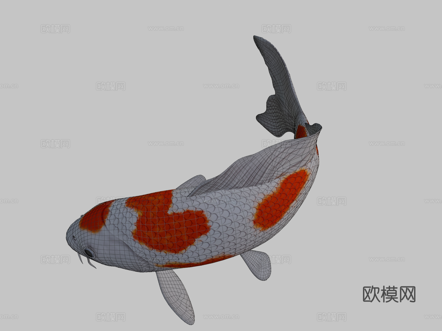 锦鲤3d模型