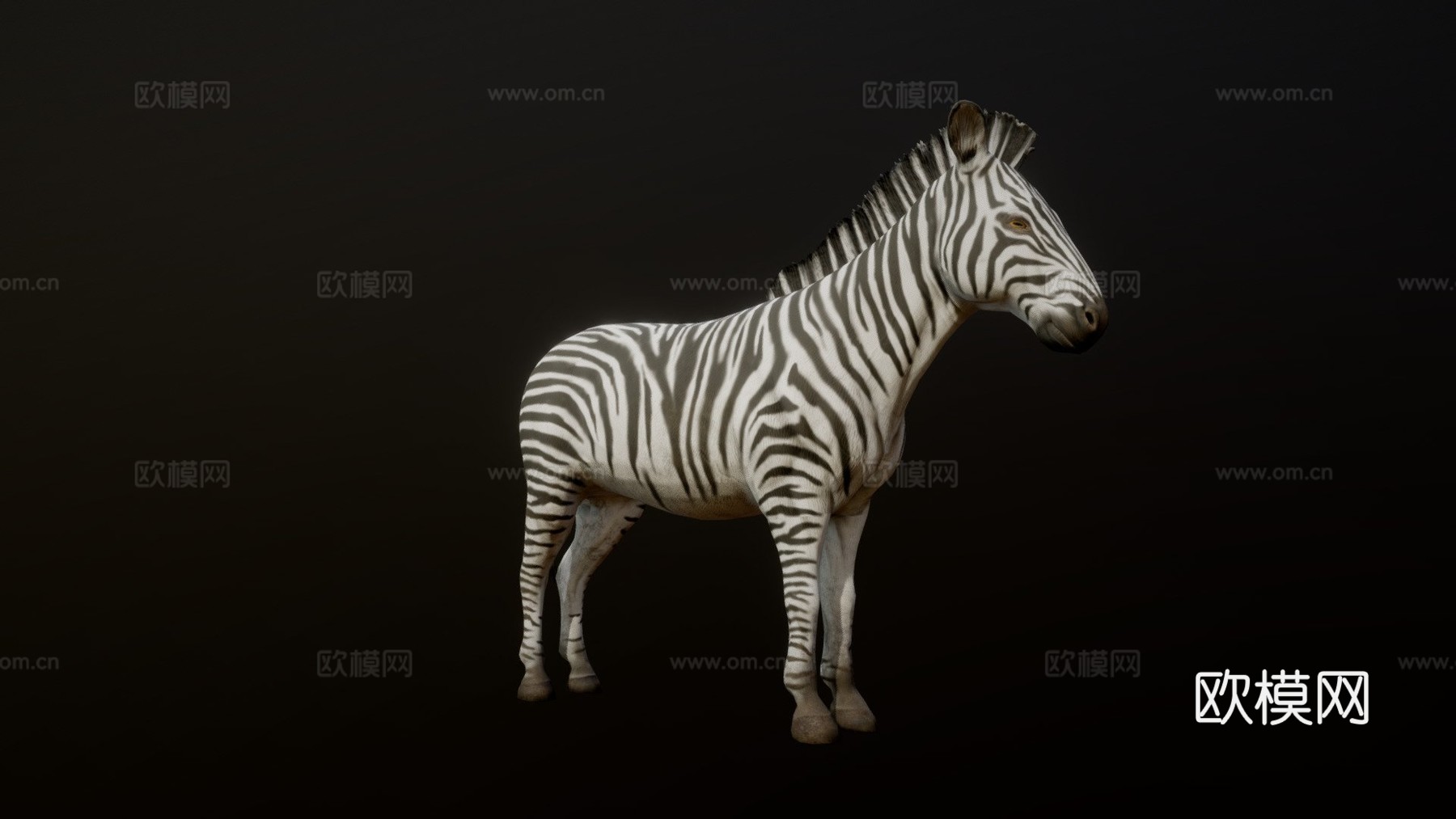 斑马动画3d模型