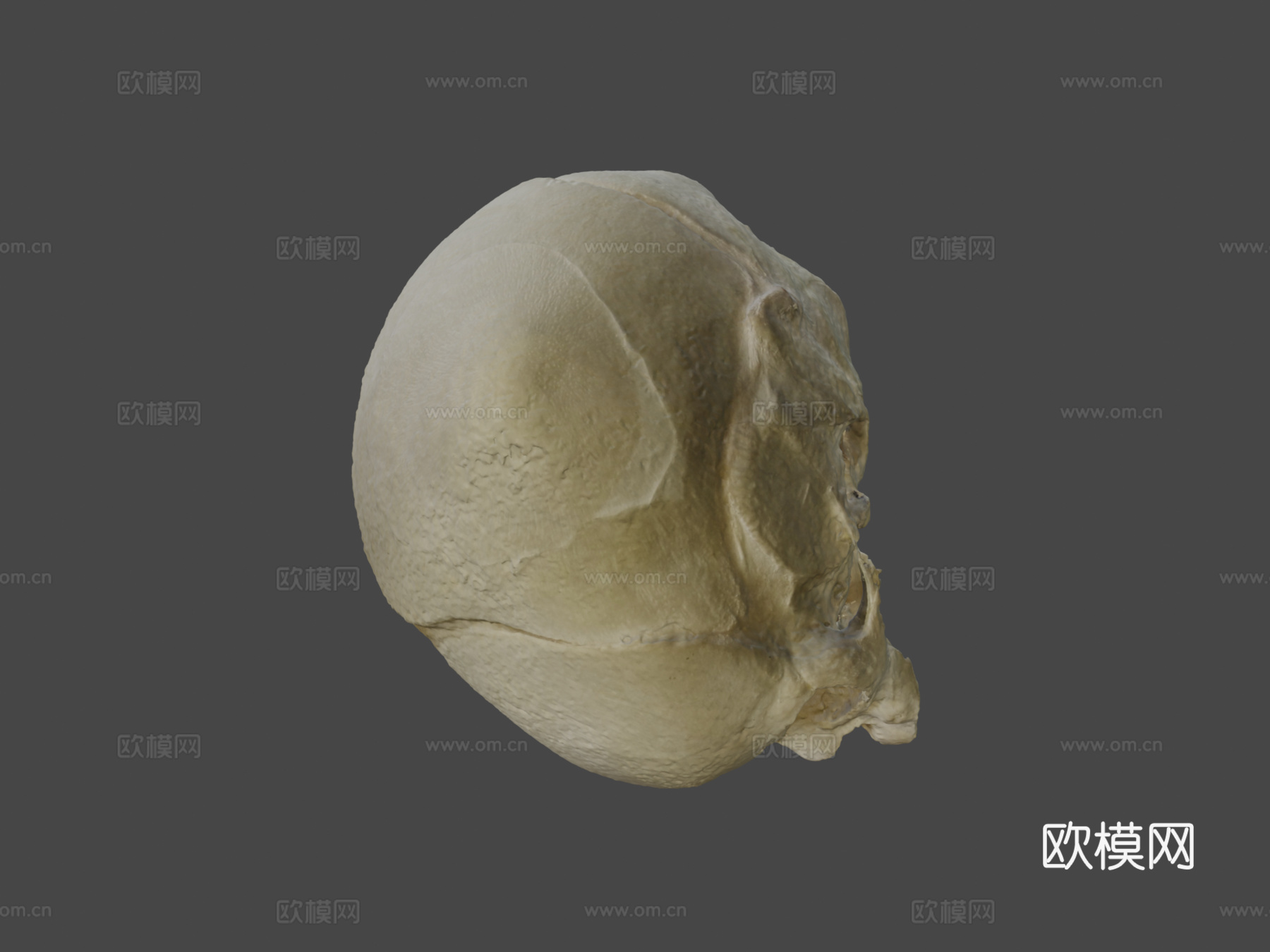 人类胎儿头骨3d模型
