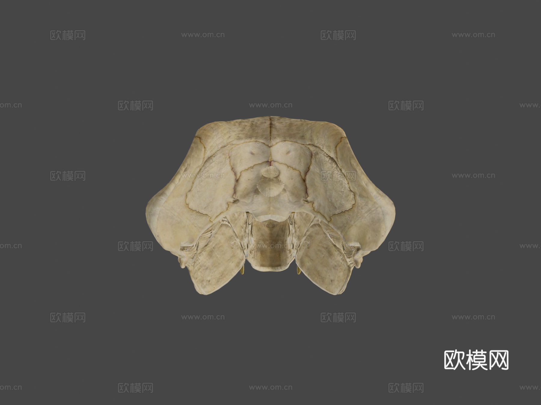 蛇齿龙3d模型