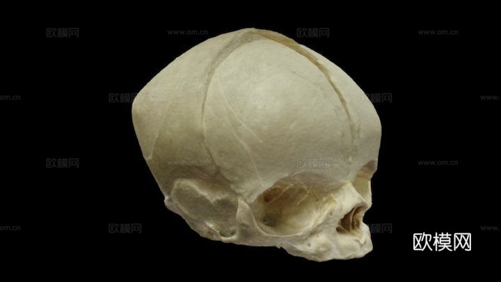 人类胎儿头骨3d模型