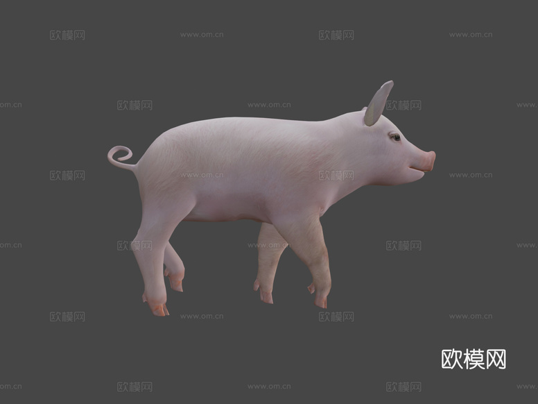 小猪3d模型下载(渲染图6)