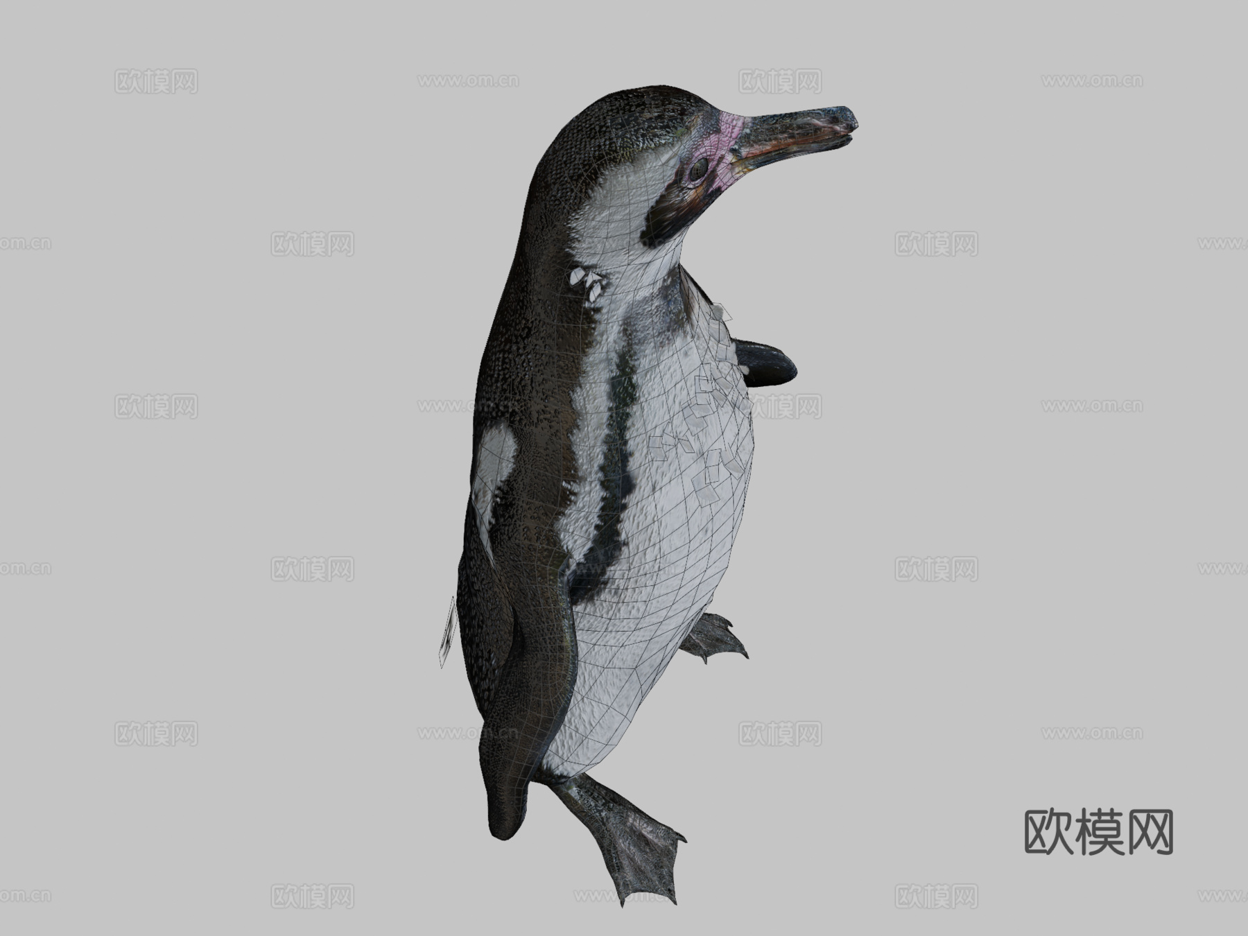企鹅3d模型