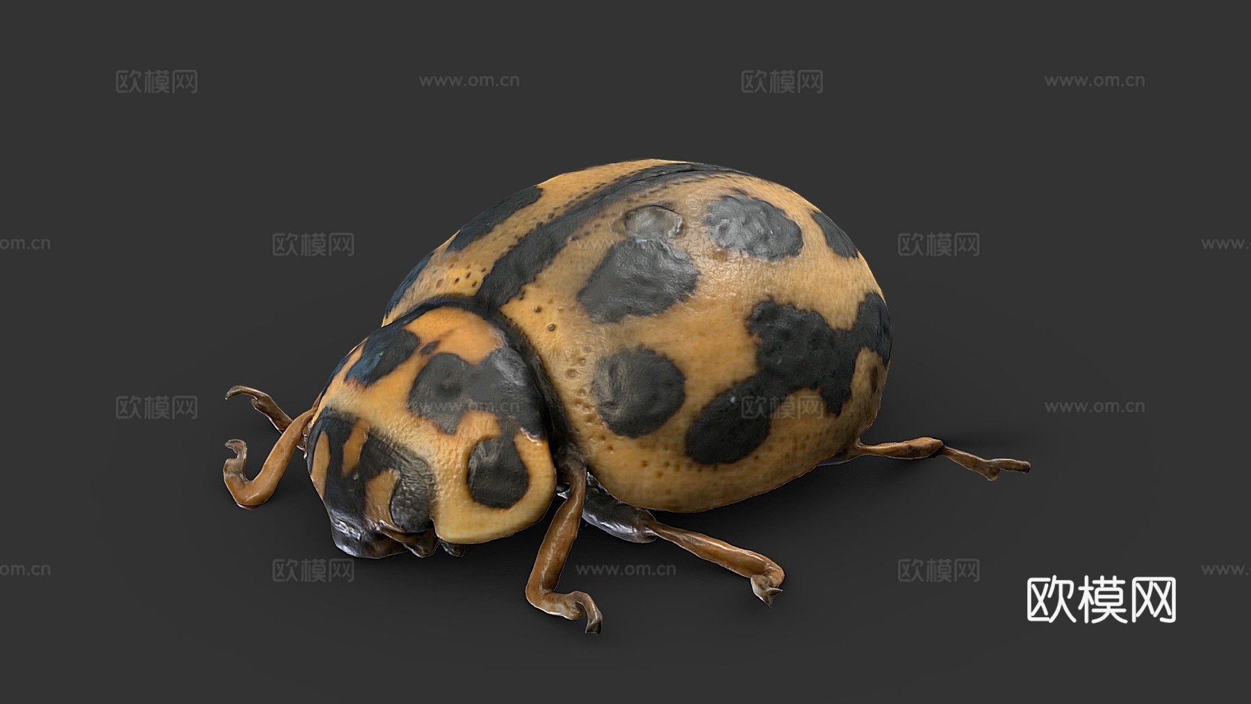 十六点瓢虫(自然历史数字档案)3d模型