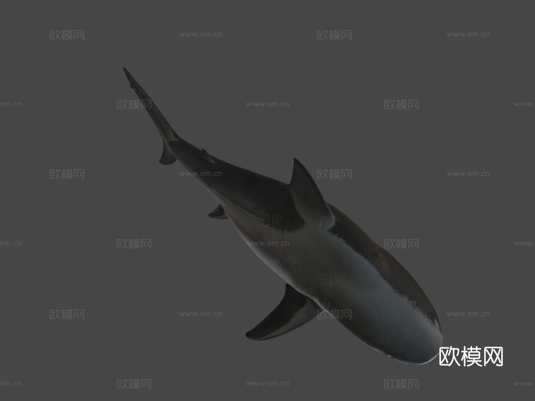 公牛鲨3d模型