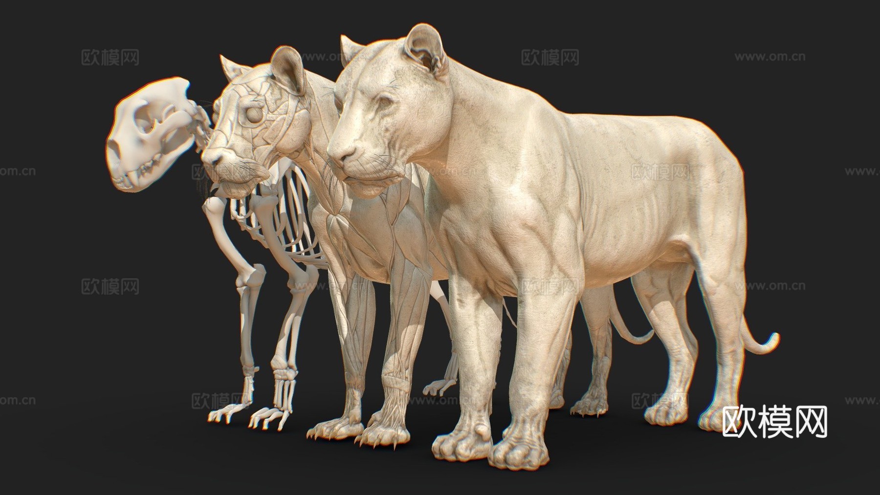 动物狮子解剖皮肤剥离3d模型