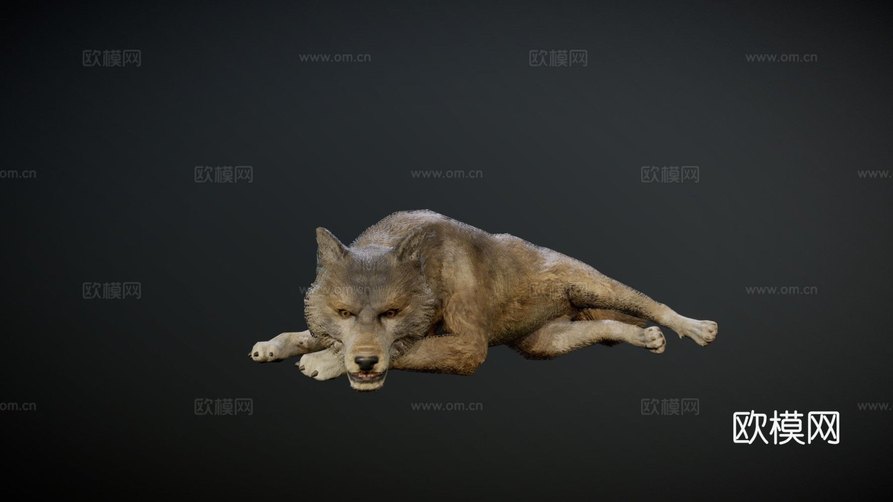 狼动画3d模型