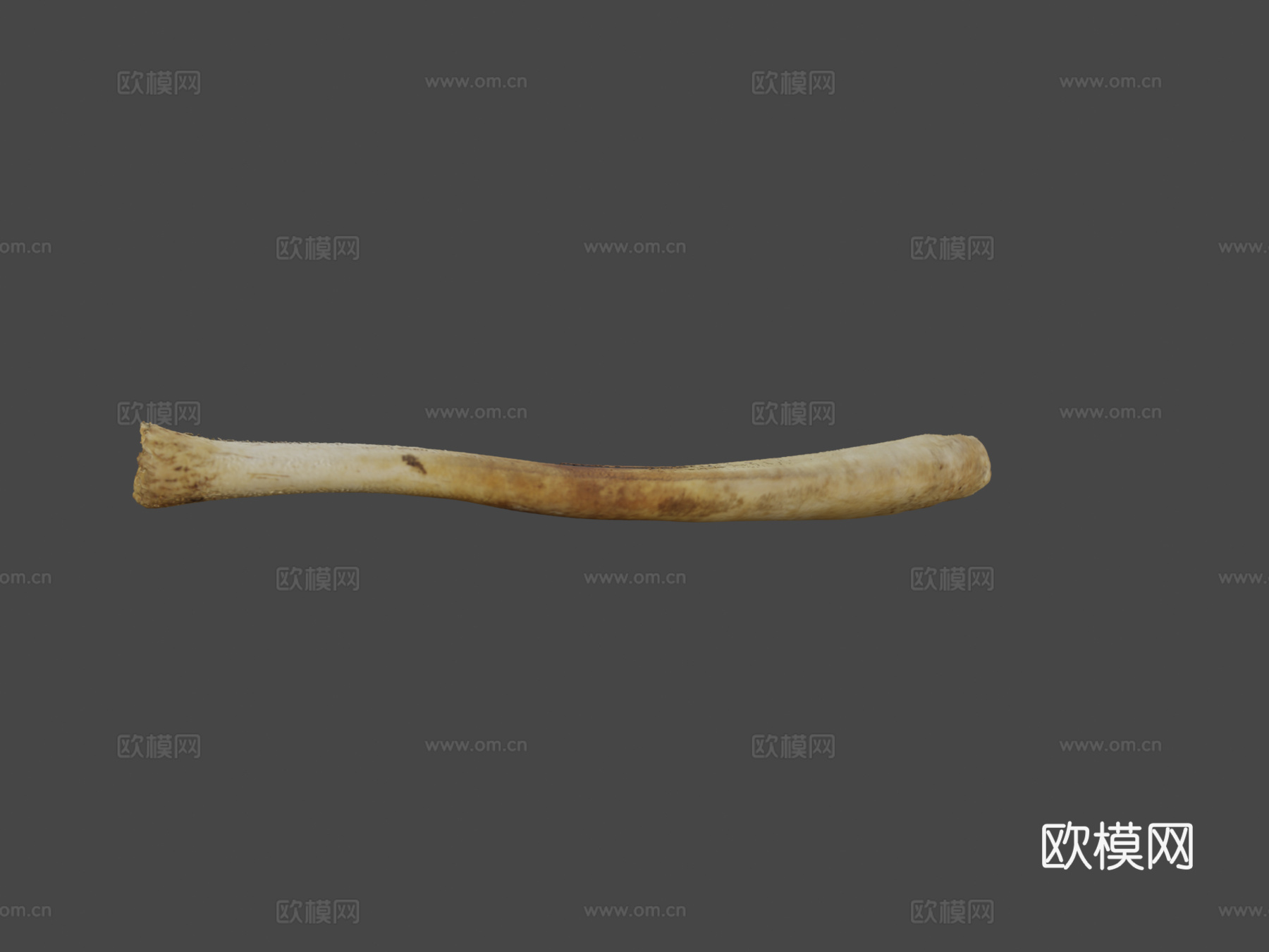 海象阴茎骨3d模型
