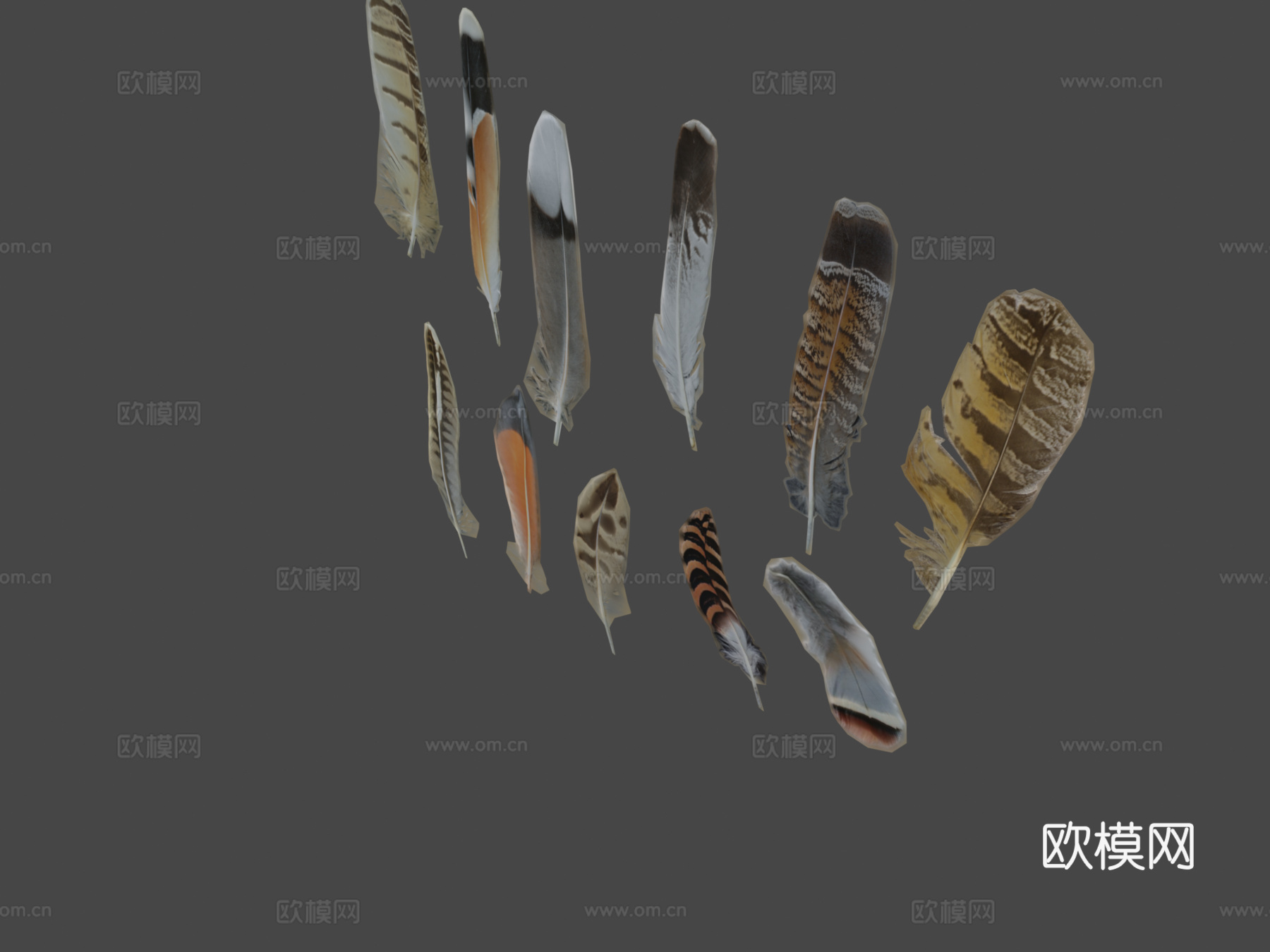 鸟类羽毛图集3d模型