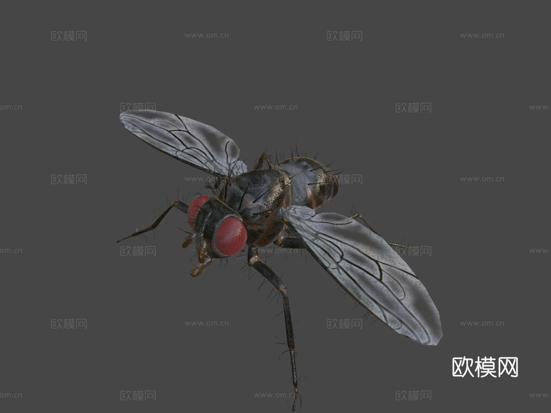 双翅目蝇3d模型