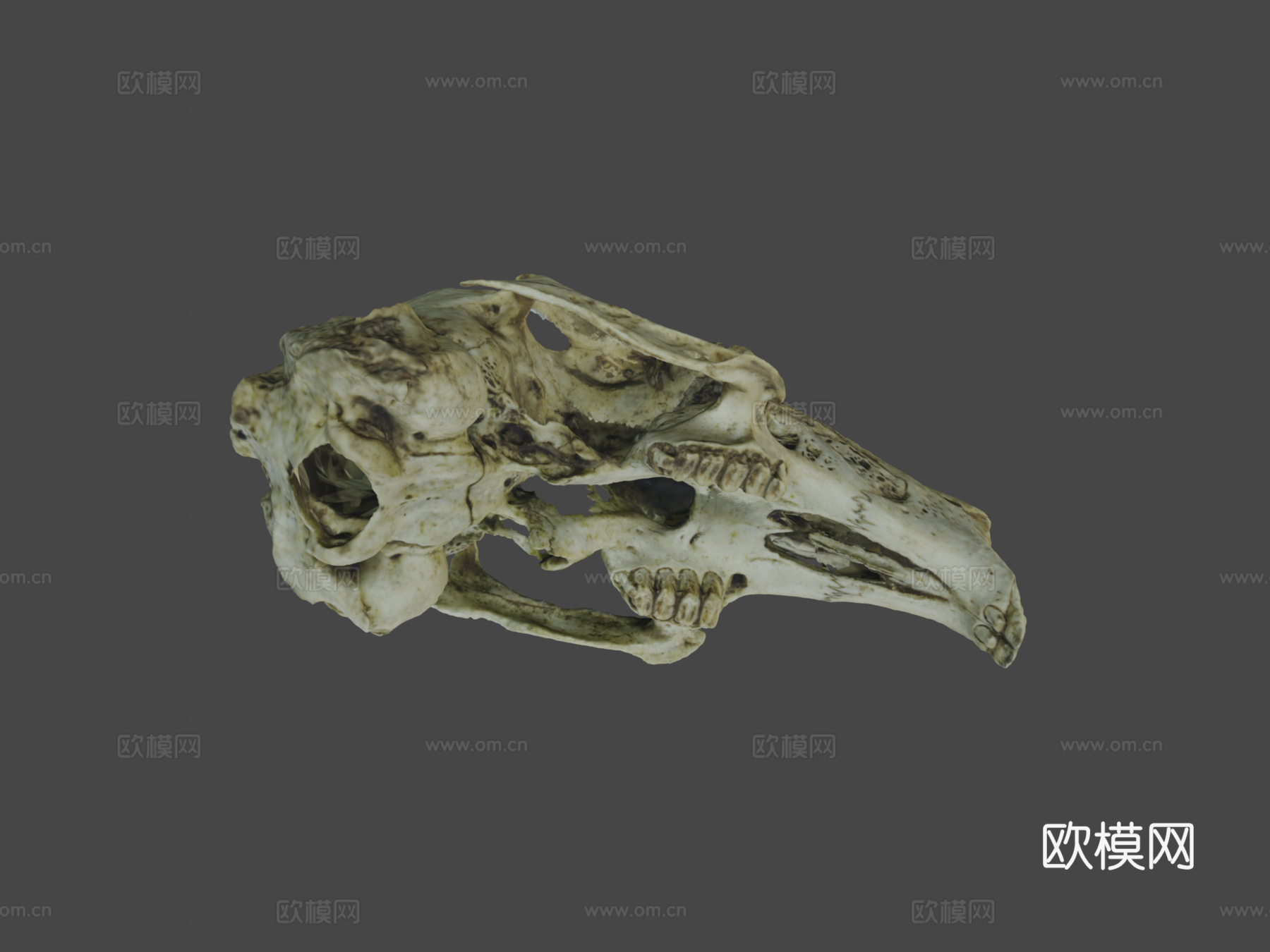 兔头骨摄影测量法3d模型
